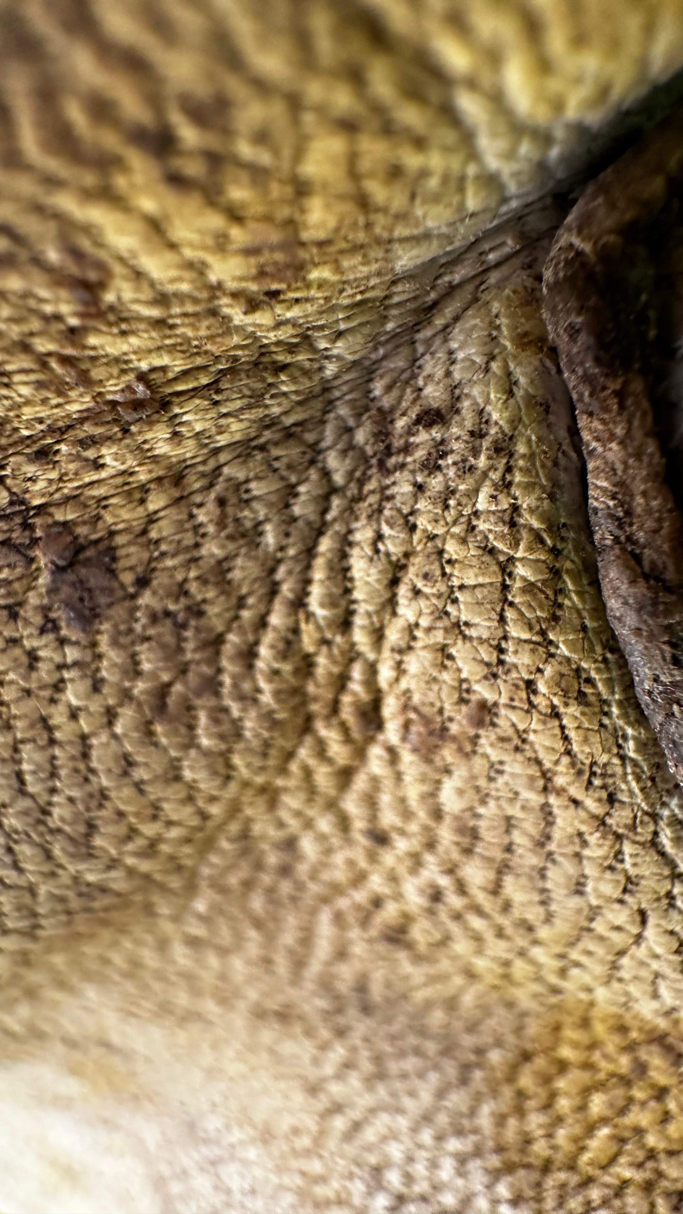 BeeGirl ETX HQ by Rockwall Honey Bee Company