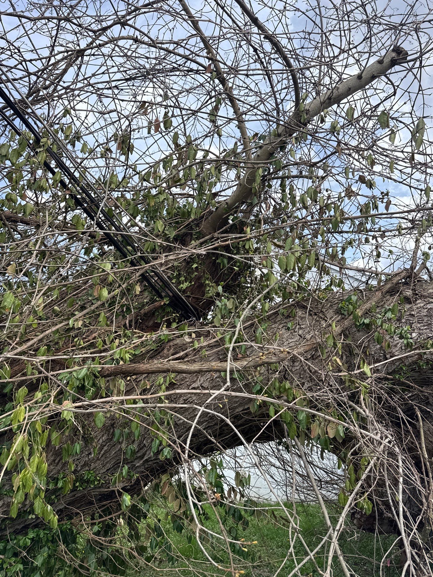 Project in Nitro, WV Rotator Crane Lifts Tree Off House | Nitro WV • One Wrong Move Job | Rotator Crane Tree Removal • Heavy Rescue Tree Job | Nitro WV • Extreme Tree Removal Over Home | Nitro WV by Jones Empire LLC