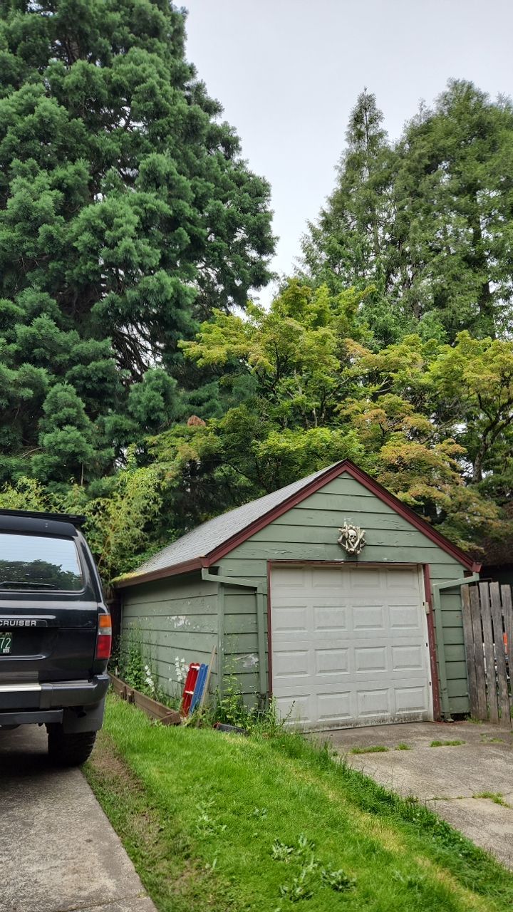 Moss Treatment using Biocide by Willamette Outdoor Wash LLC