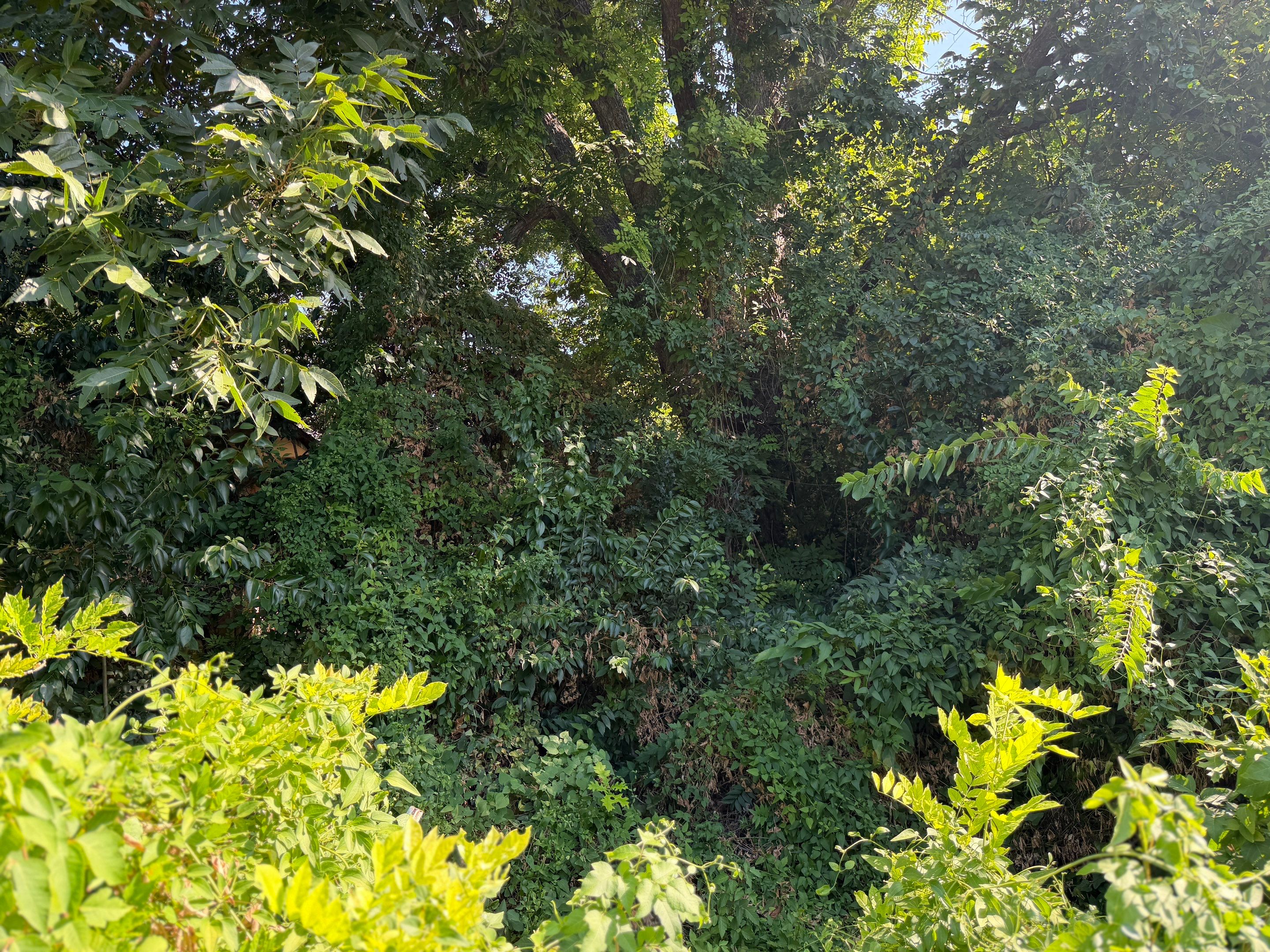 Warranted Removal by Rockwall Honey Bee Company