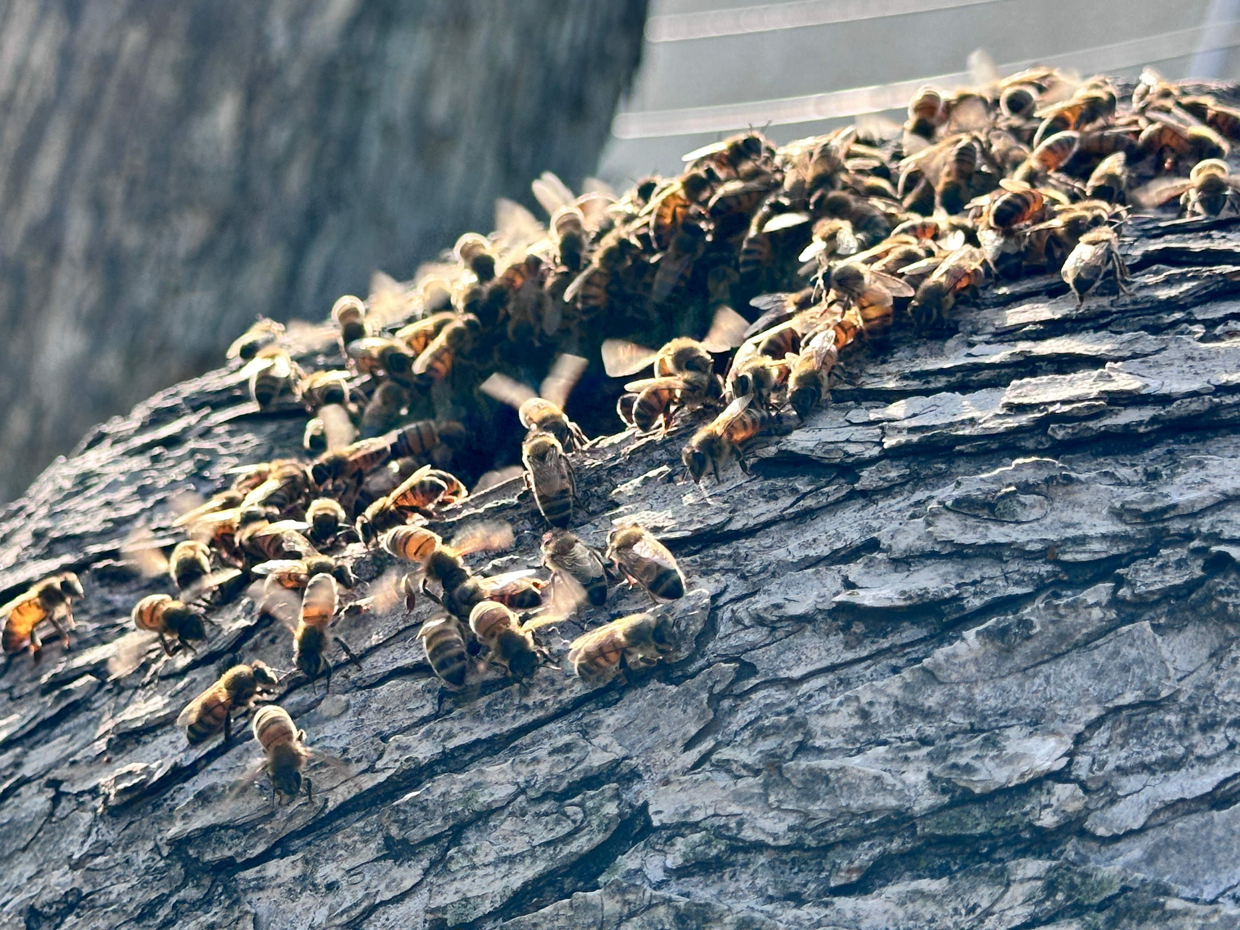 Favorite Tree Job by Rockwall Honey Bee Company