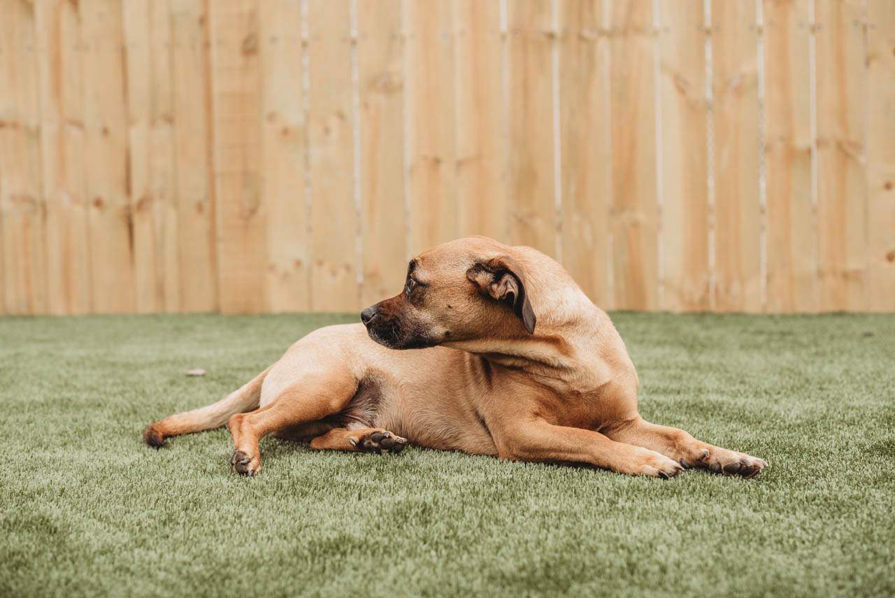 Pampered Pets K9Grass by ForeverLawn NEIN/INDY