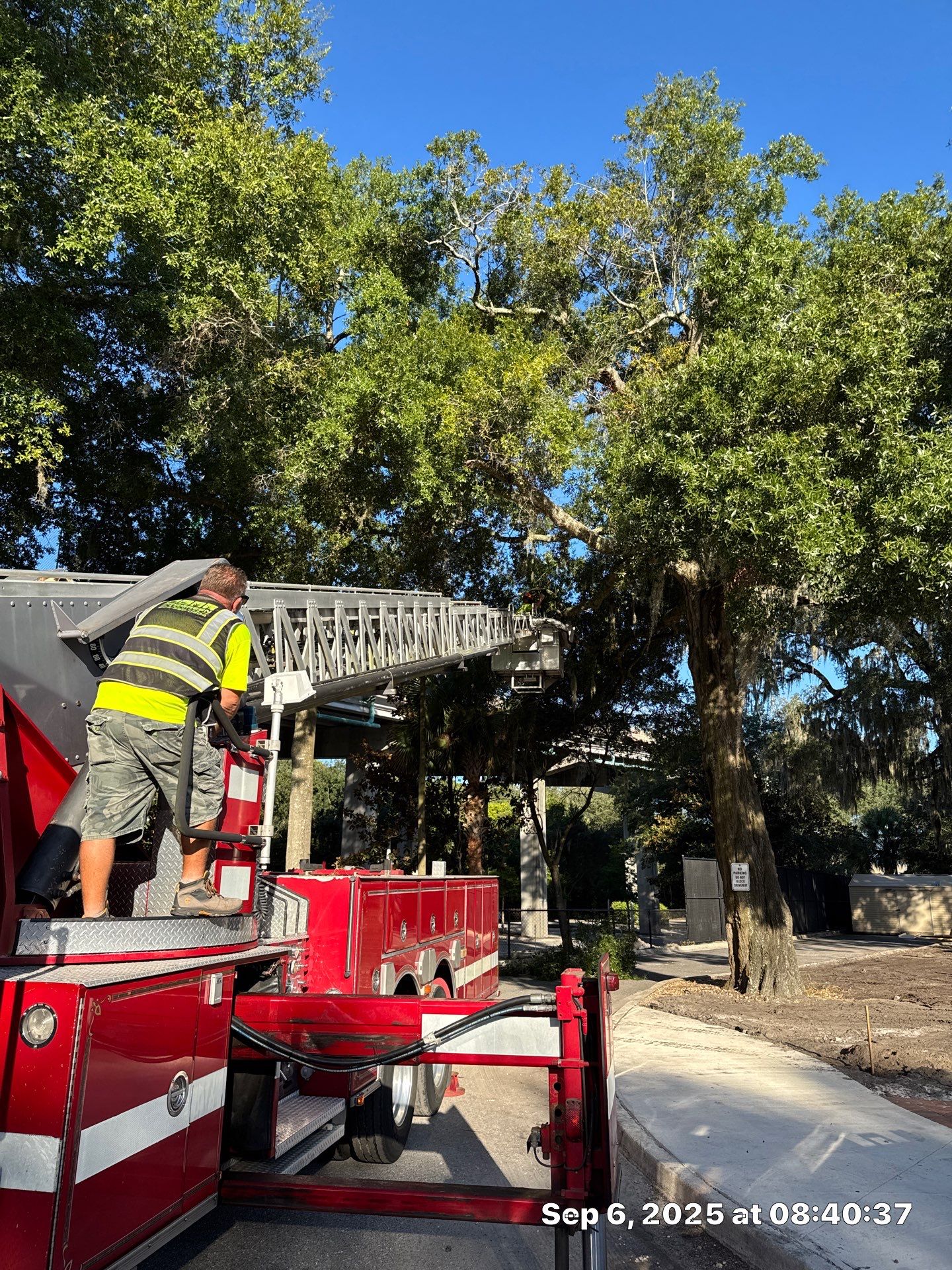Welcome Center Tree Removal | Episcopal School of Jacksonville by ProGreen Services