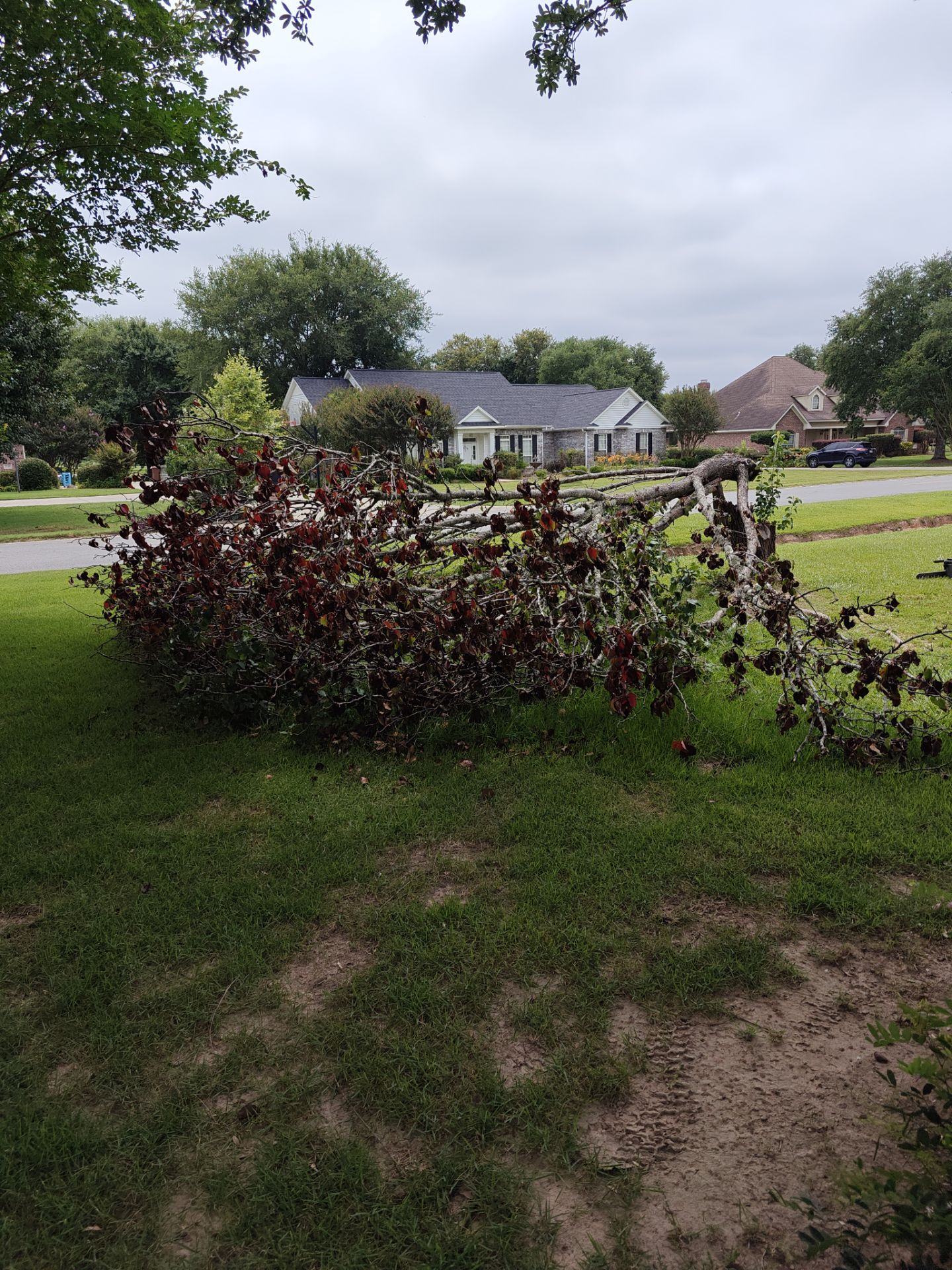 Removal of Fallen Tree by College Bros Outdoor services
