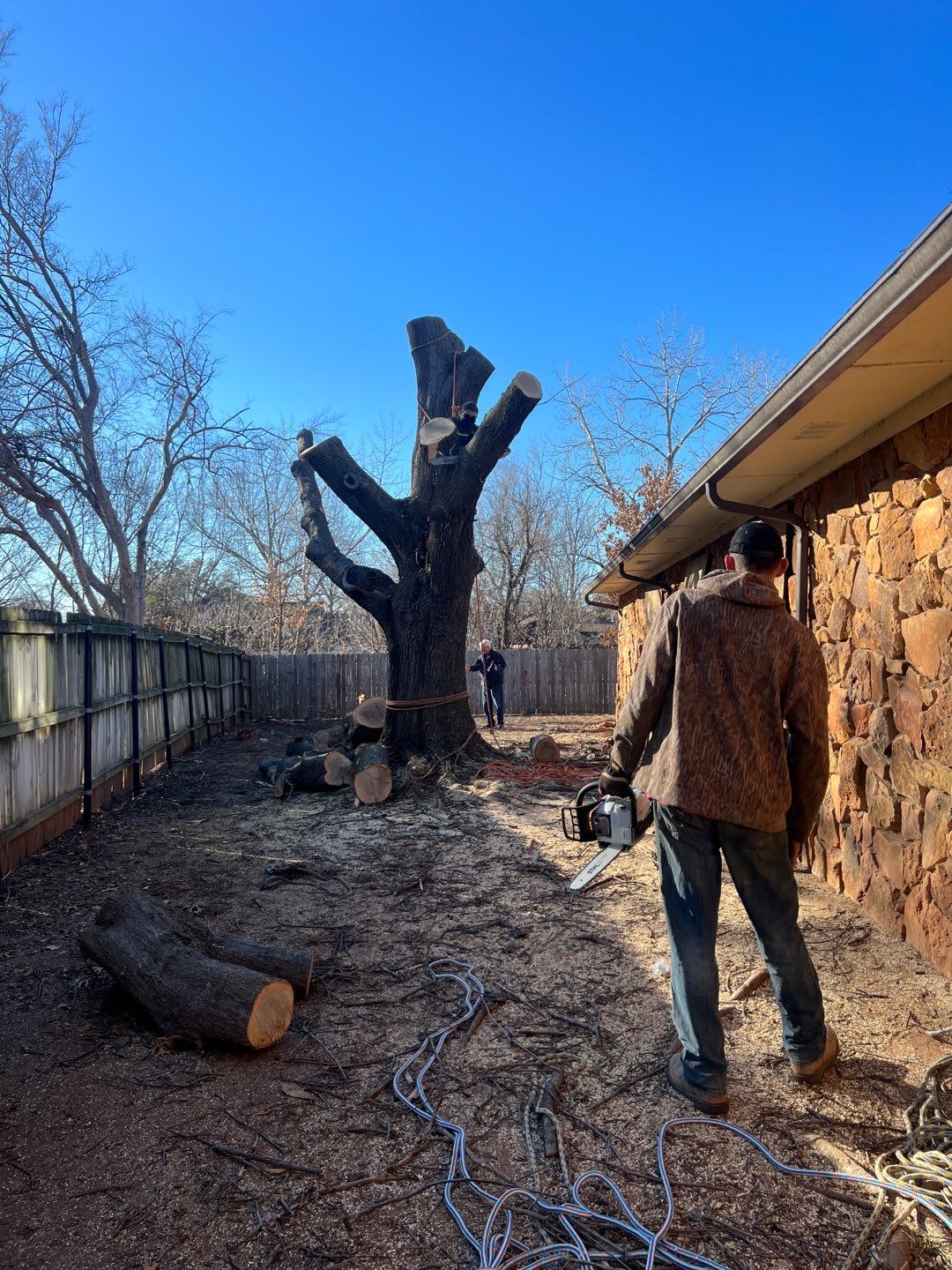 Large Oak Removal by Clays Services Inc