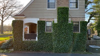 Hand Pruning & Care for Hedera Helix Wall