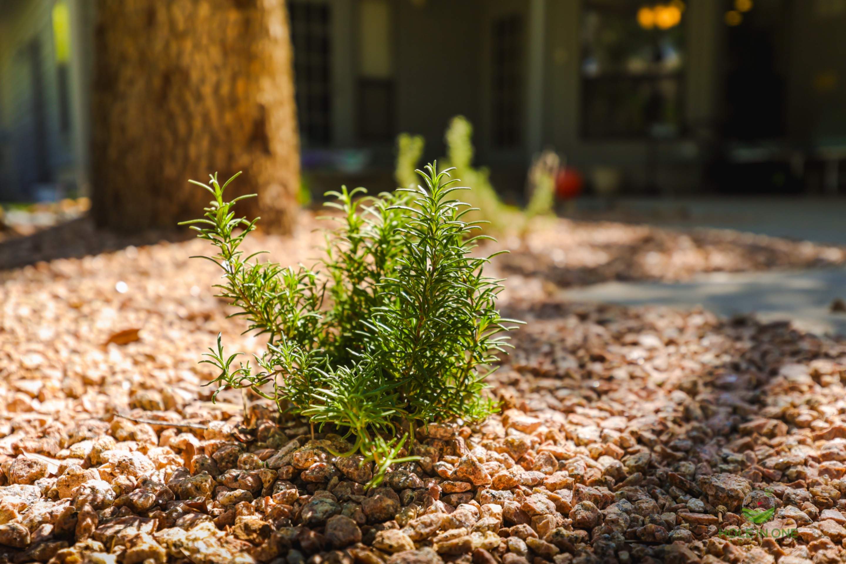 Chase Oak, San Antonio Tx. by Hole In One Lawns, LLC