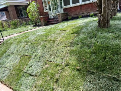 Sod Installation using Fescue Sod