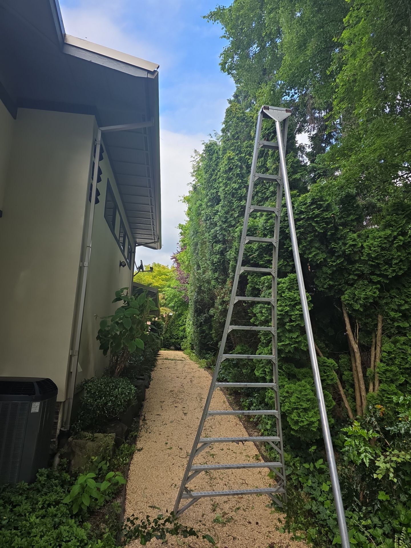 Bellevue Hedge and Tree Care by Sound Tree Care LLC
