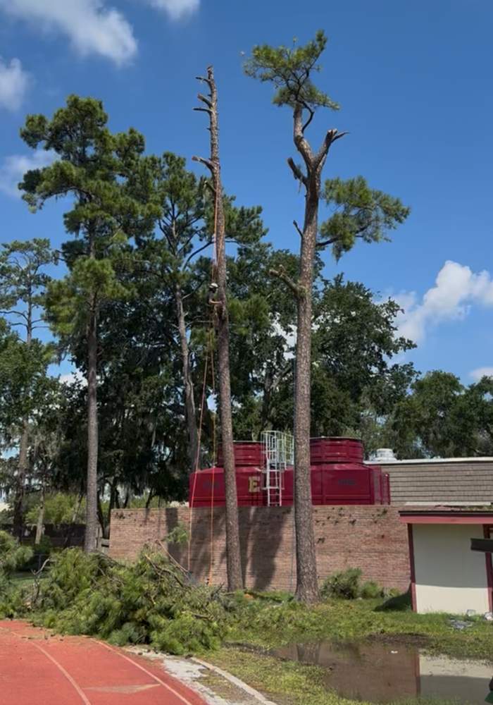 Tree Removal | Episcopal School of Jacksonville by ProGreen Services