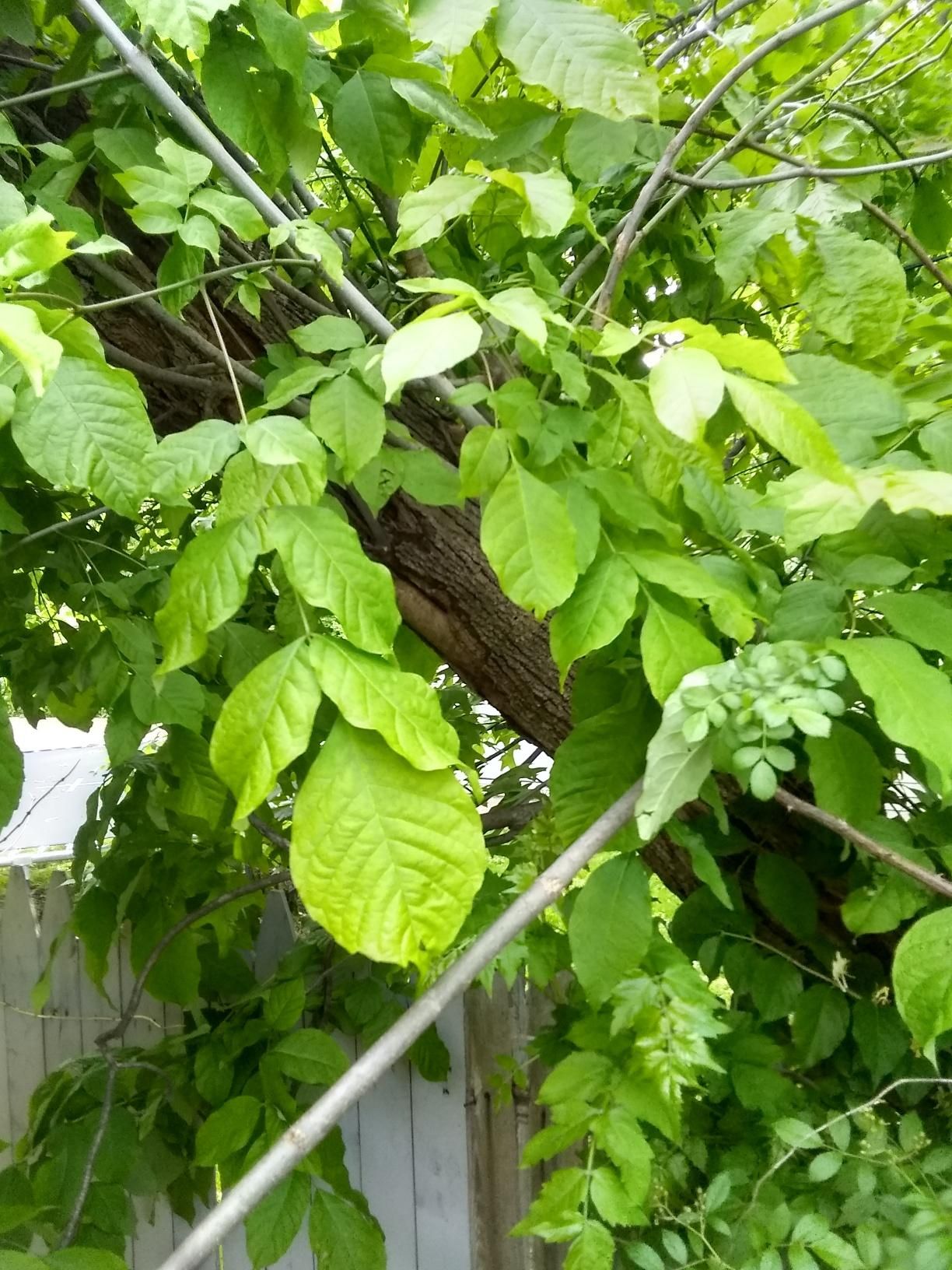 Tree Removal using Tree Removal by Mike Jones & Sons Tree Service LLC 