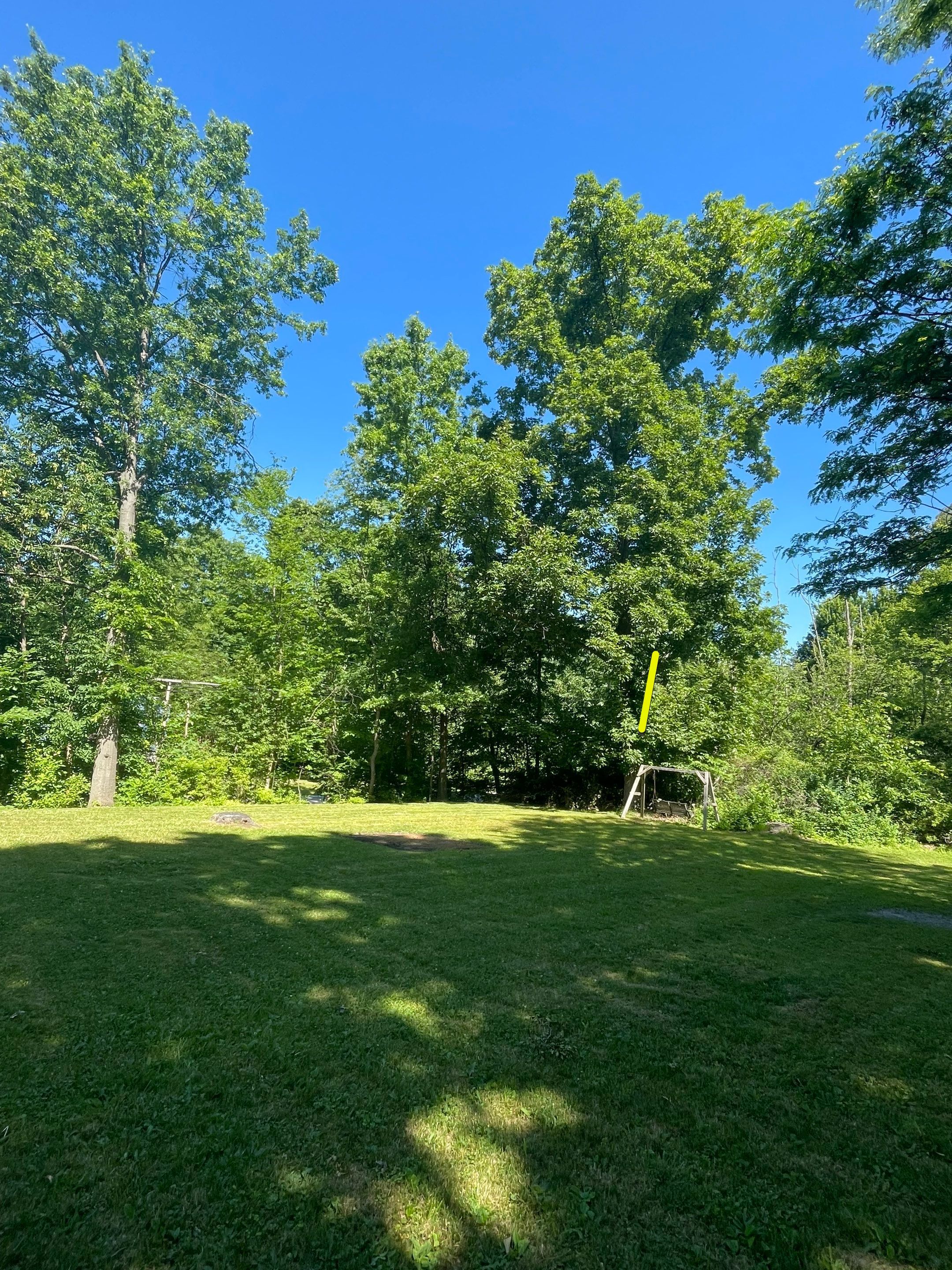 Tree Removal using Tree Removal by Mike Jones & Sons Tree Service LLC 