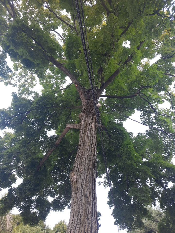 Tree Removal using Tree Removal by Mike Jones & Sons Tree Service LLC 