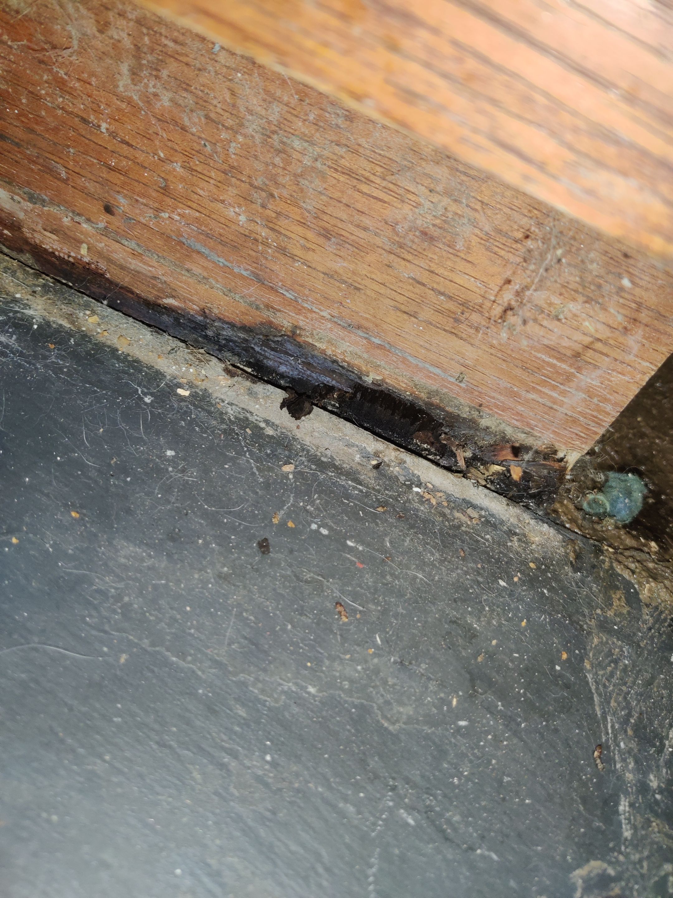 Mold Remediation using Containment by Accountable Home Services