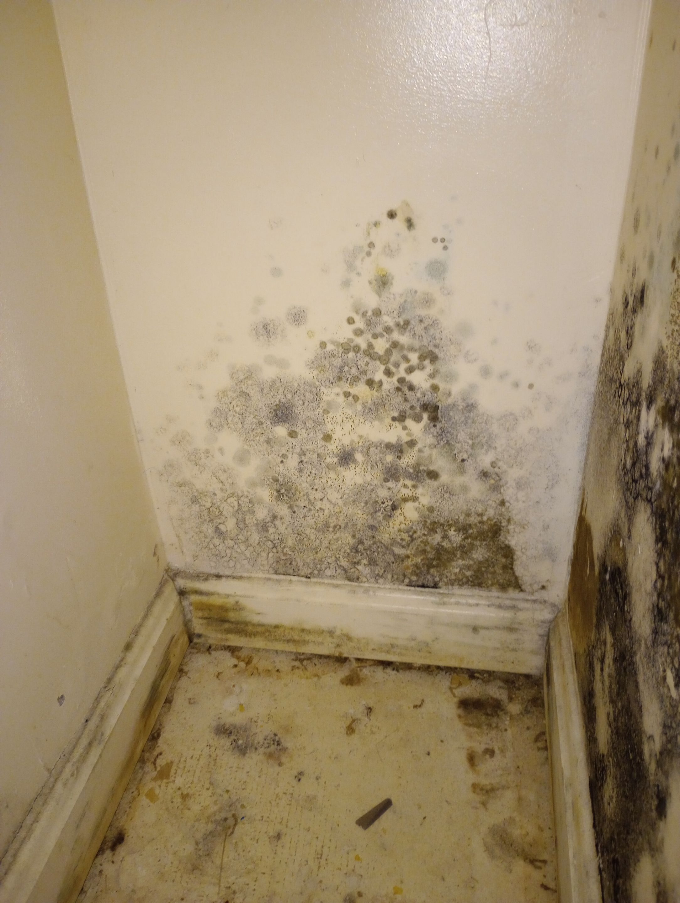 Insane Mold Remediation in Apartments by ANR Restoration
