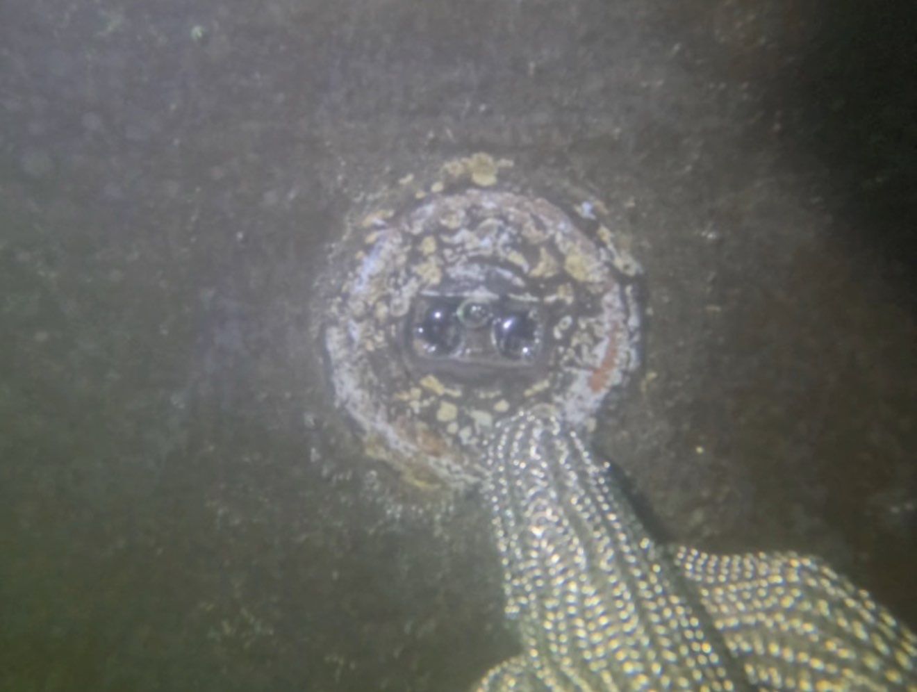 Florida Hull Cleaning - Divers | Fort Myers, Cape Coral, Naples, Venice featured photo.
