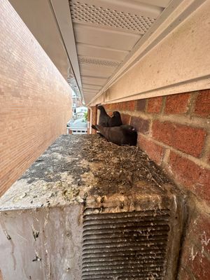 Bird removal, sanitization and prevention
