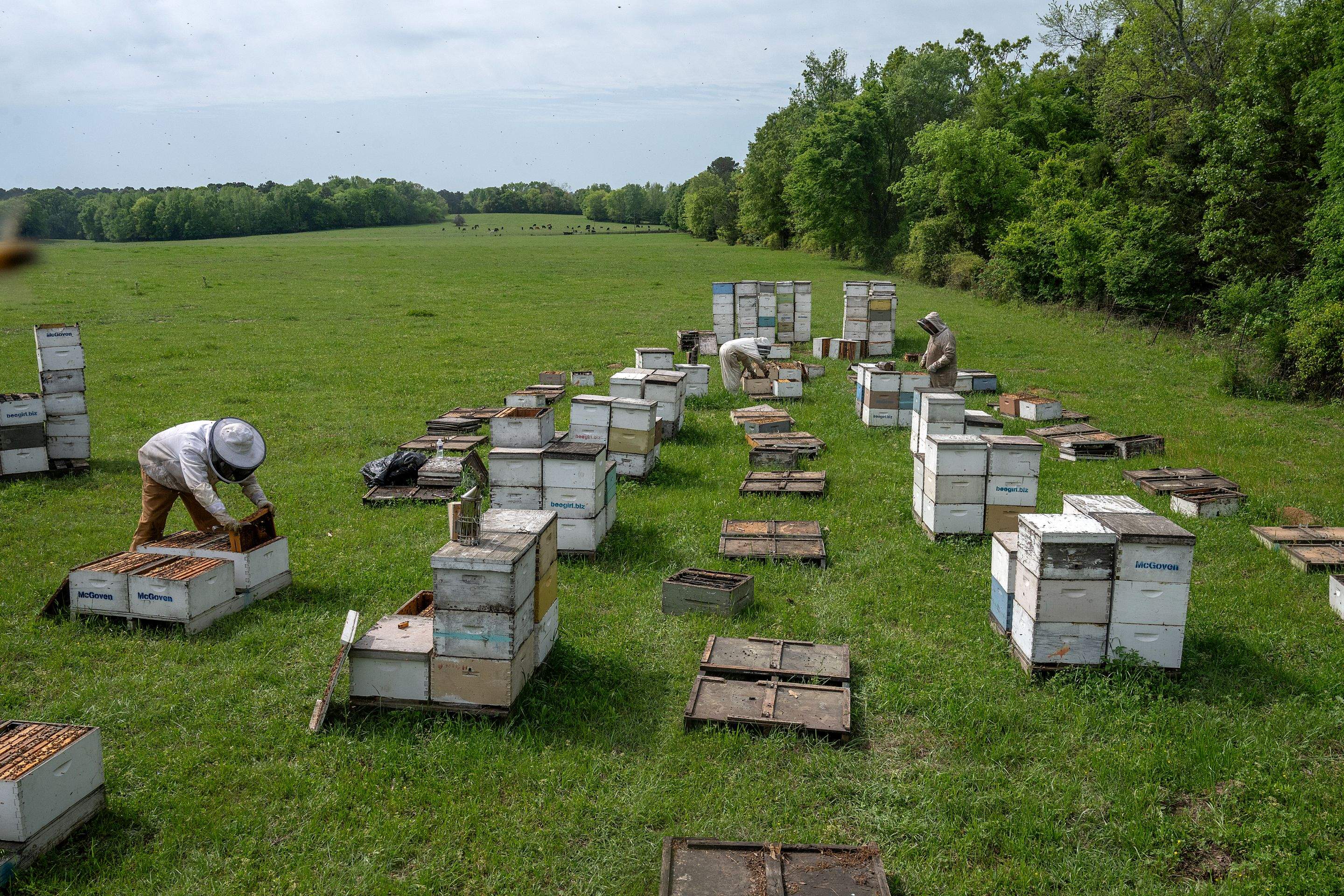 Splits in East Texas by Rockwall Honey Bee Company