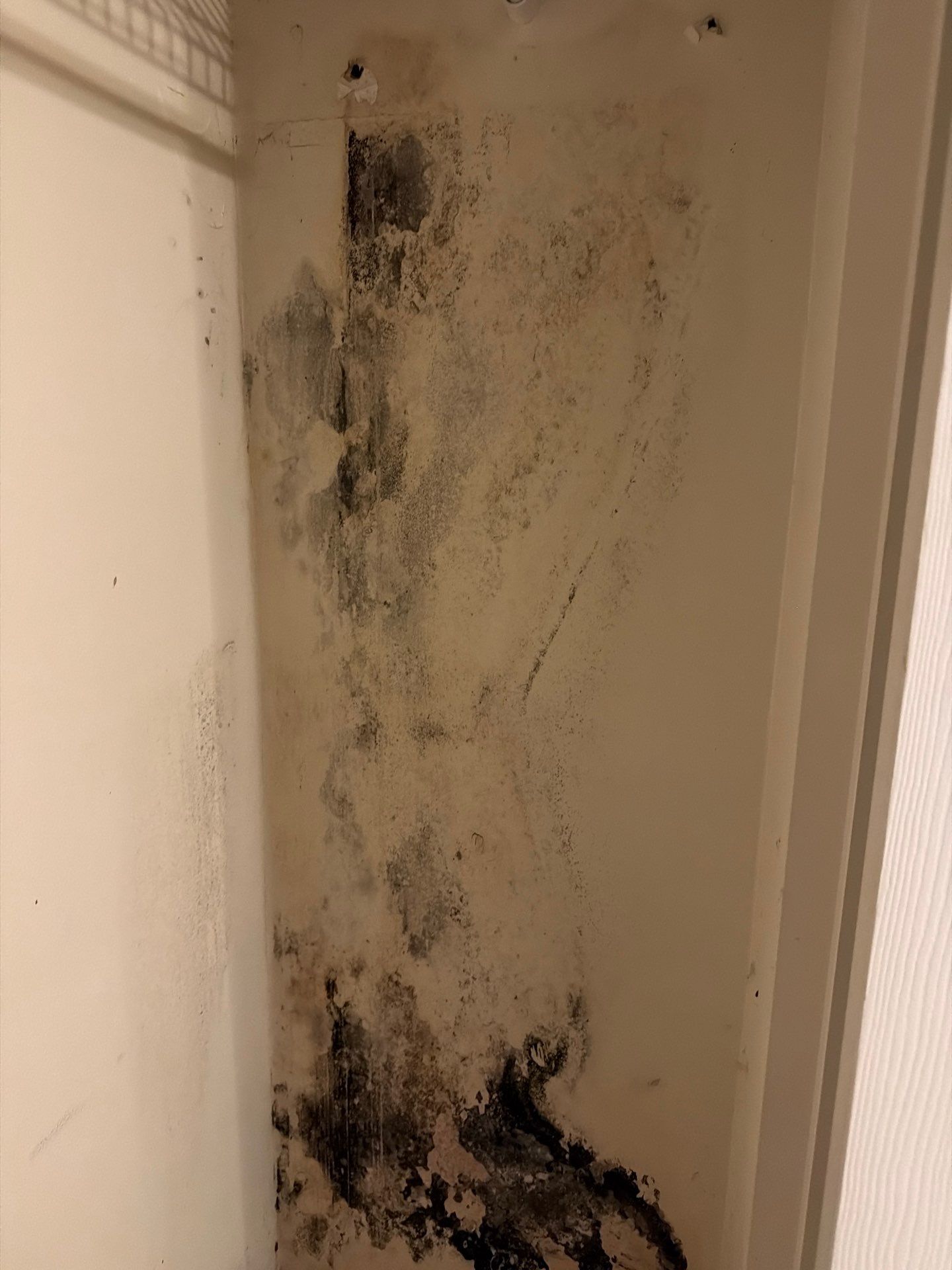 Professional Mold Remediation and Interior Water Damage Restoration in Wellington by SuperClean