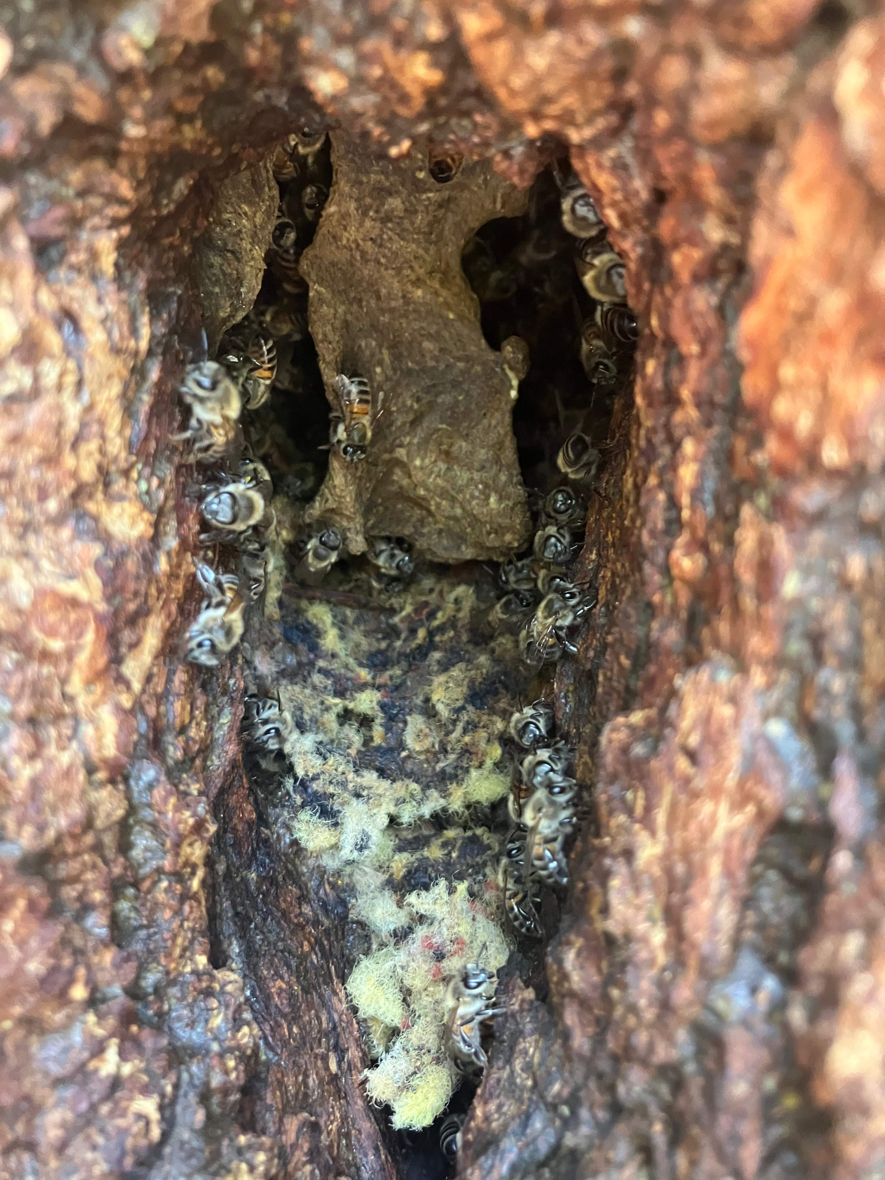 Tight Squeeze by Rockwall Honey Bee Company