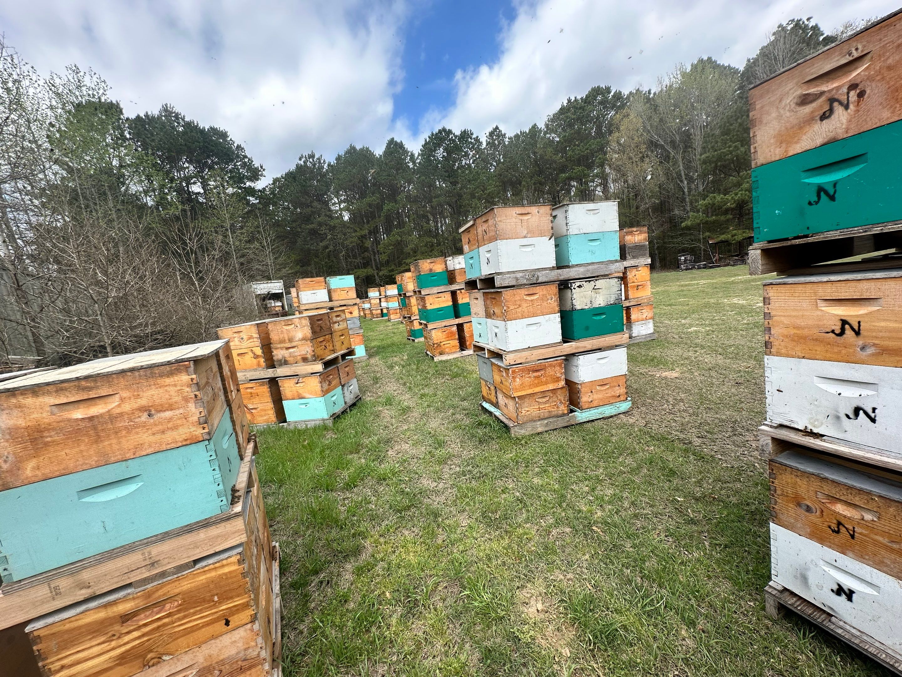BeeGirl ETX HQ by Rockwall Honey Bee Company