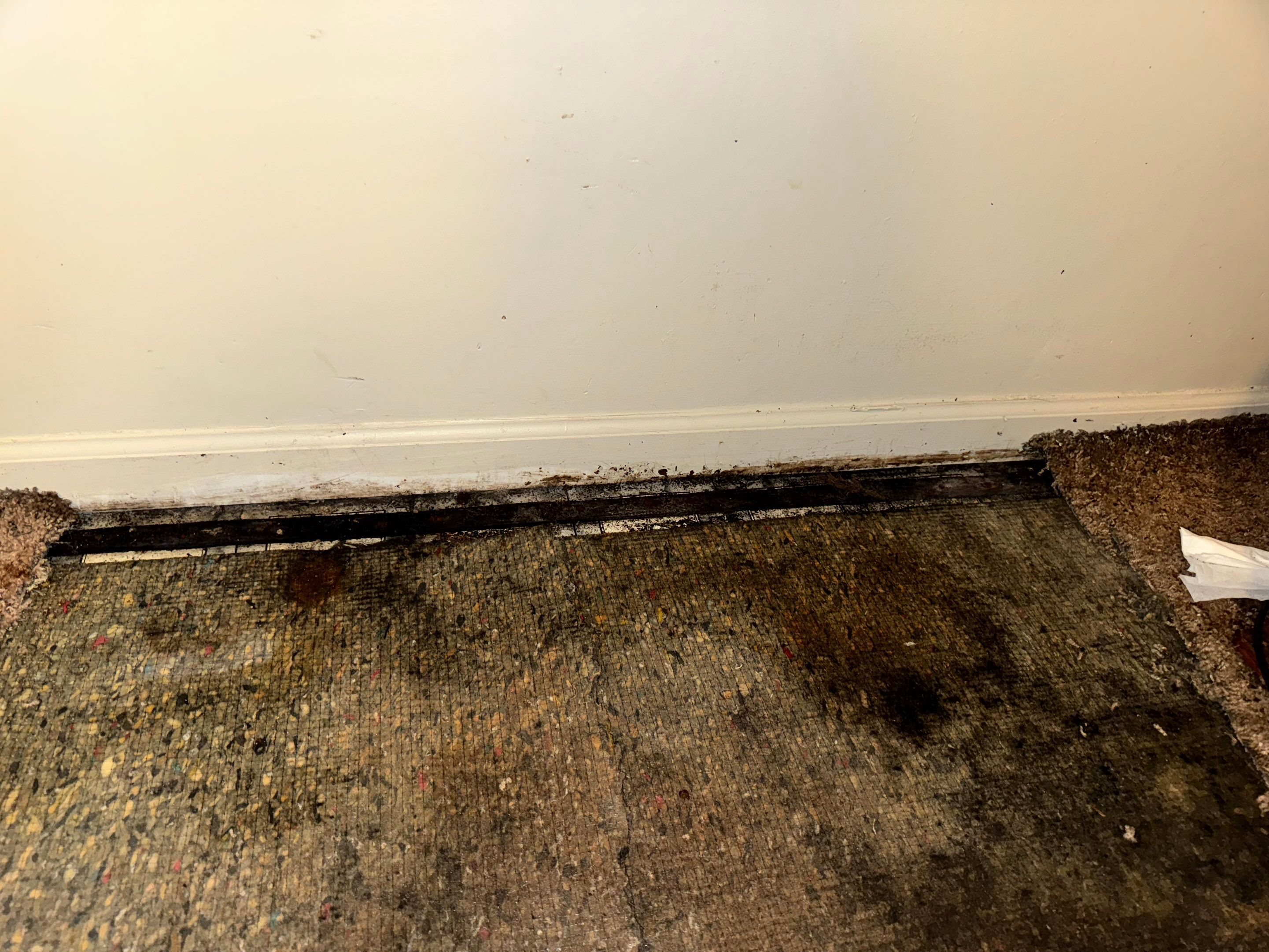 Mold Remediation Project by Chicagoland Water Medics