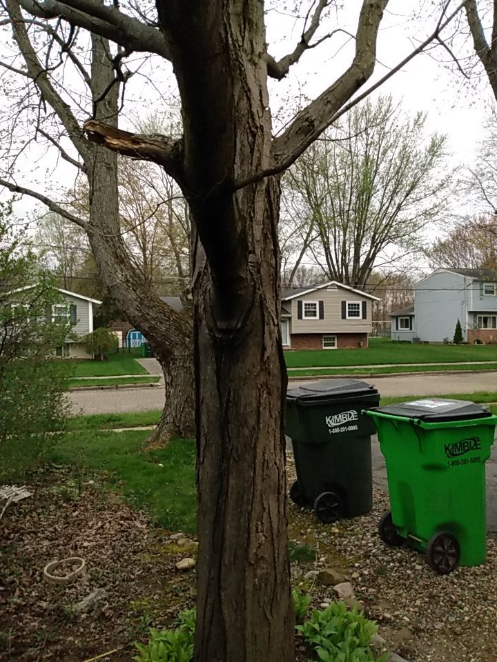 Tree Removal using Tree Removal by Mike Jones & Sons Tree Service LLC 