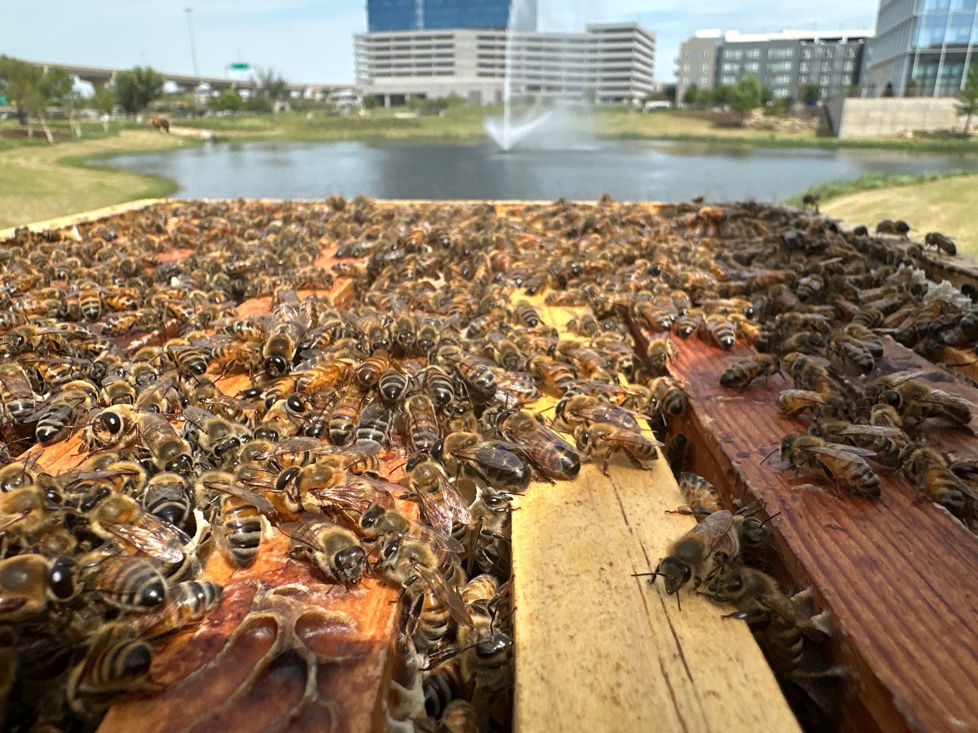 Corporate HQ by Rockwall Honey Bee Company