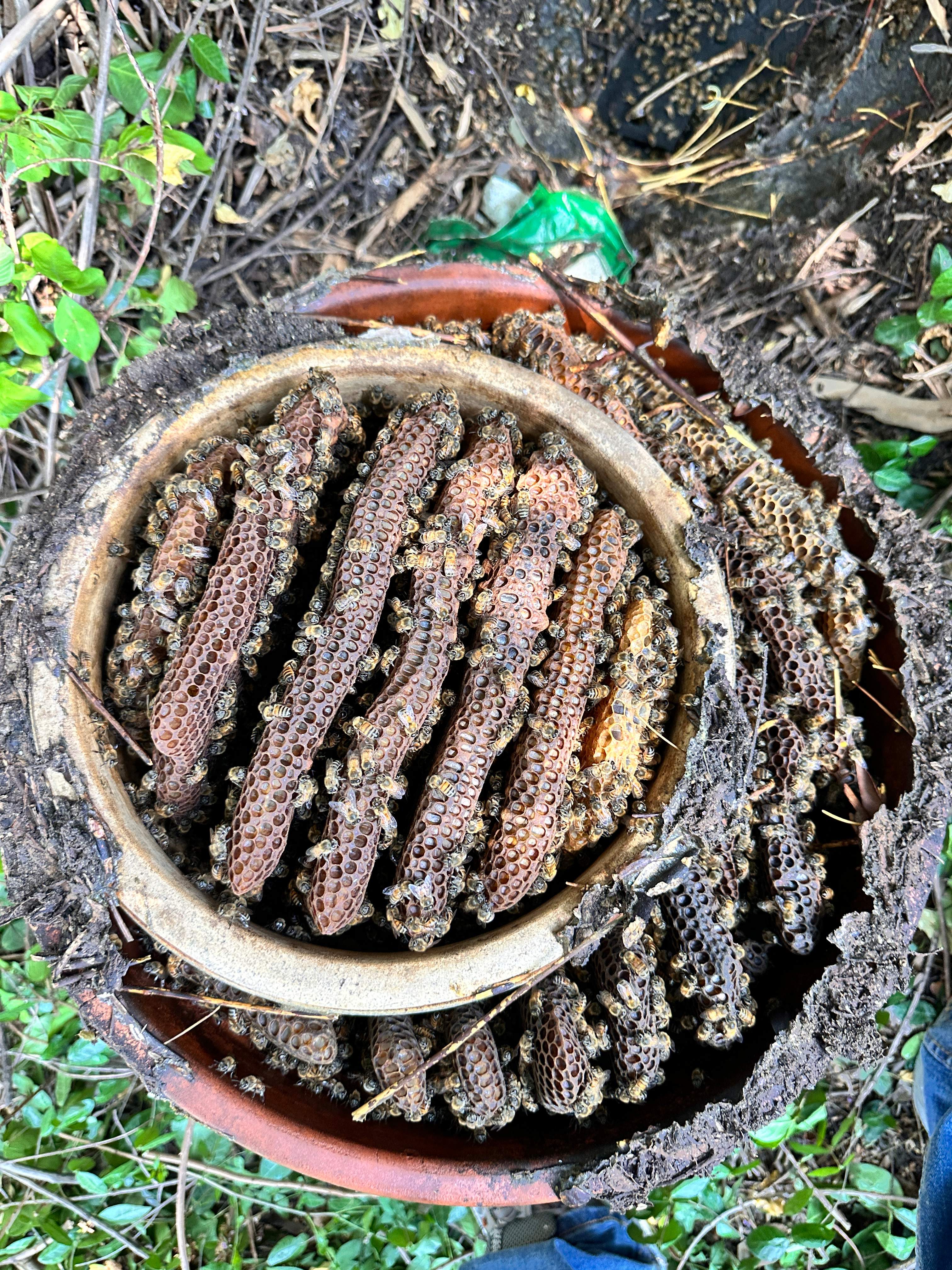 Pot-in-a-Pot by Rockwall Honey Bee Company