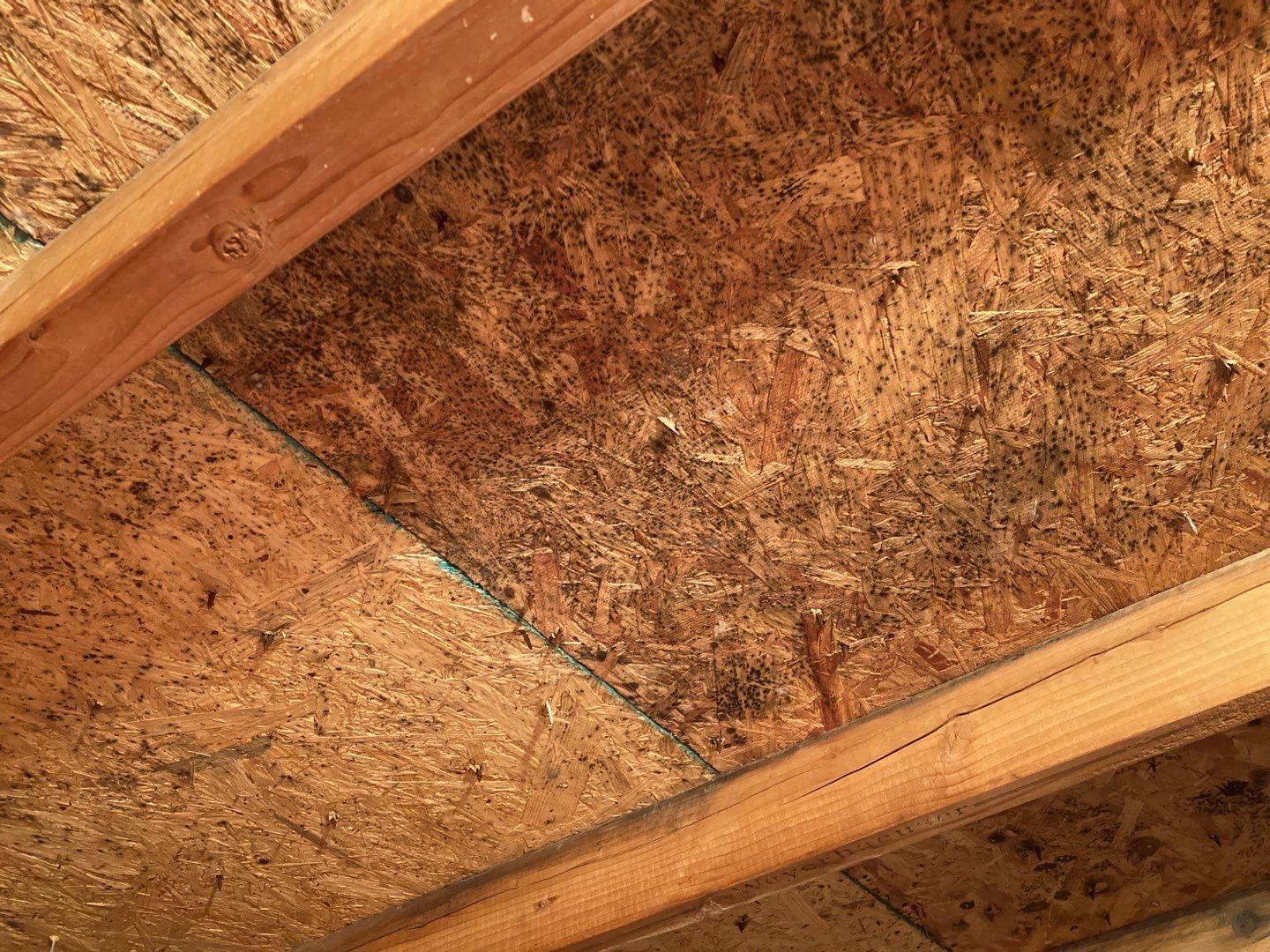 Mold Remediation in Attic by Accountable Home Services