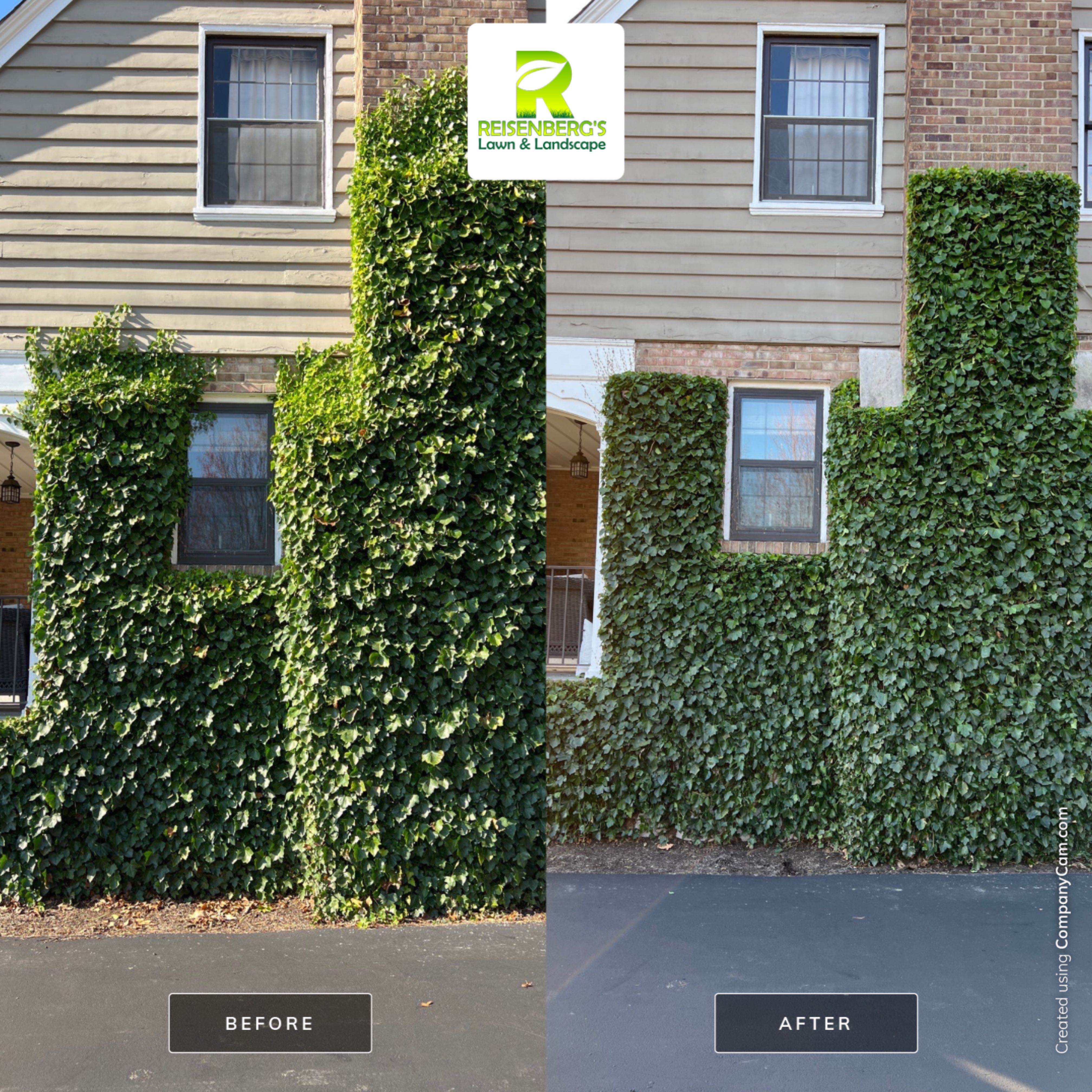 Hand Pruning & Care for Hedera Helix Wall by Reisenberg’s Lawn & Landscape, LLC