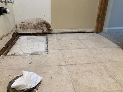 Mold Remediation