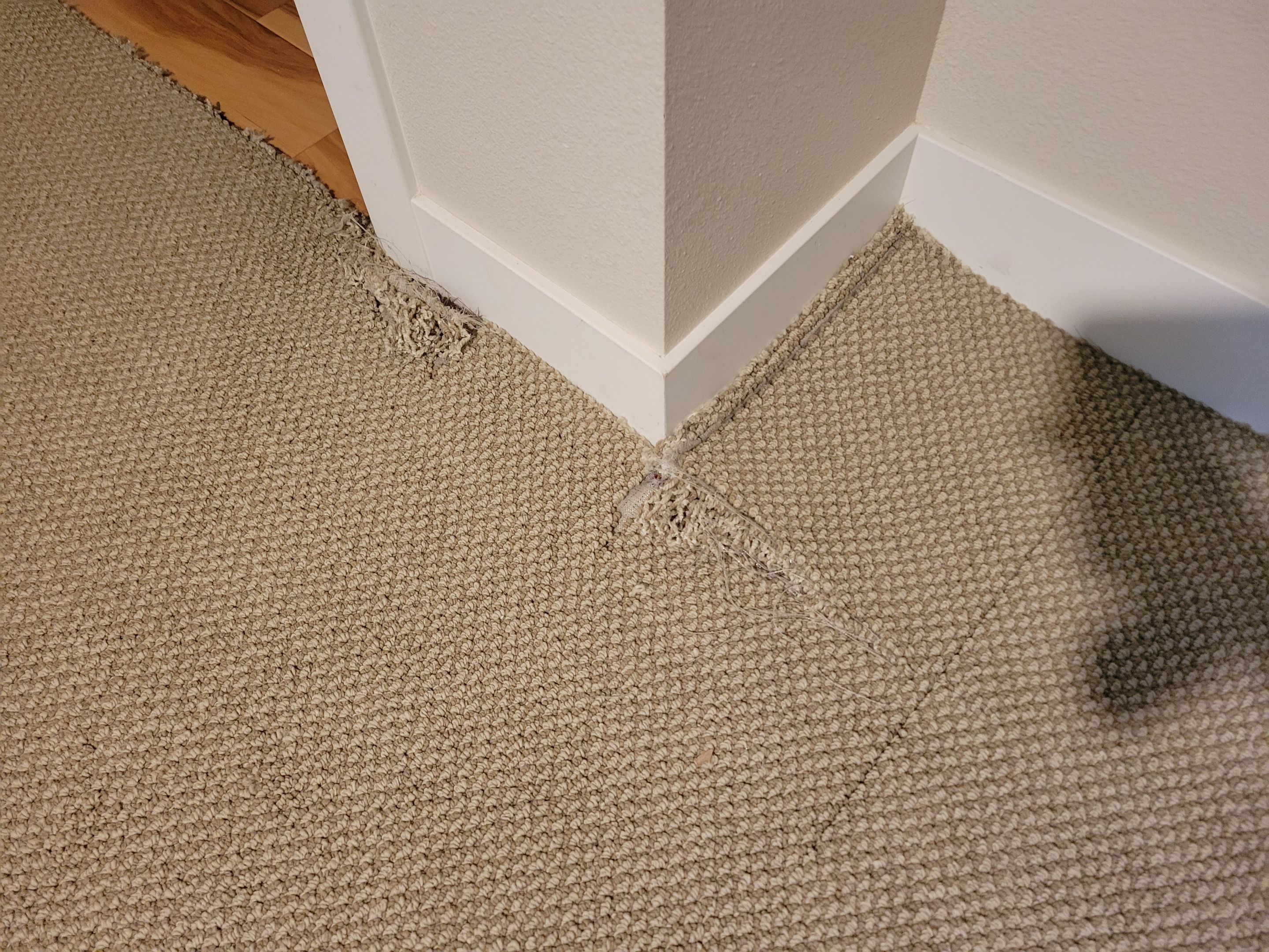 Bonded Insert Repair, Dog Damaged Carpet by Ardent Carpet Restore LLC