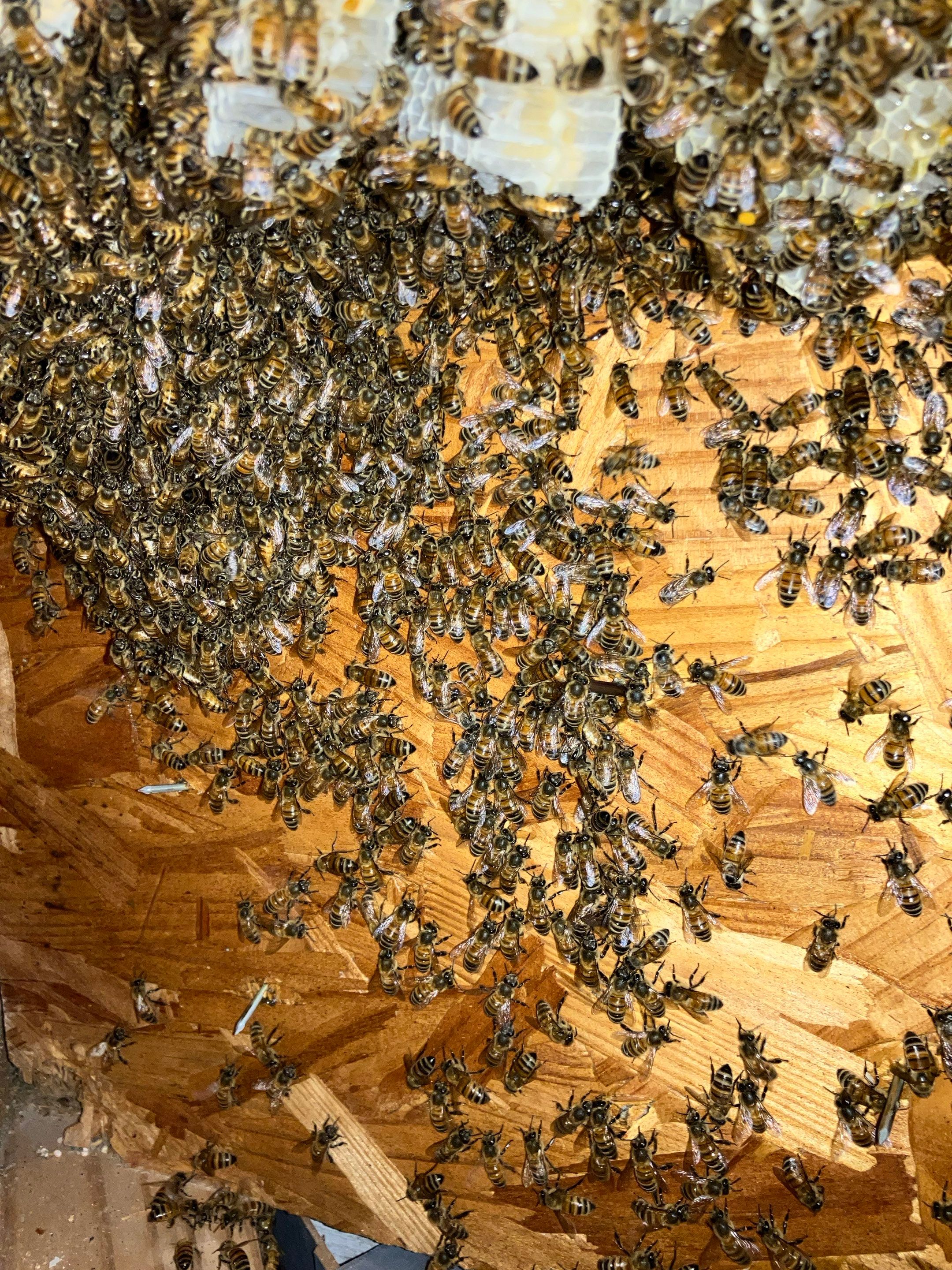 Judge Judy by Rockwall Honey Bee Company