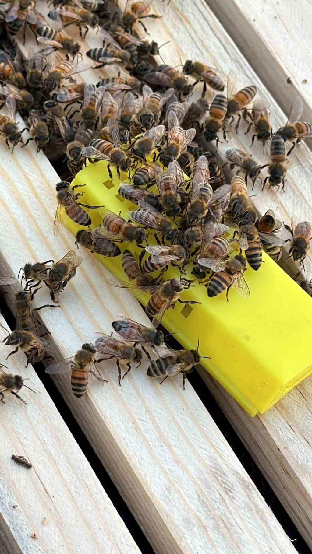 New Construction by Rockwall Honey Bee Company