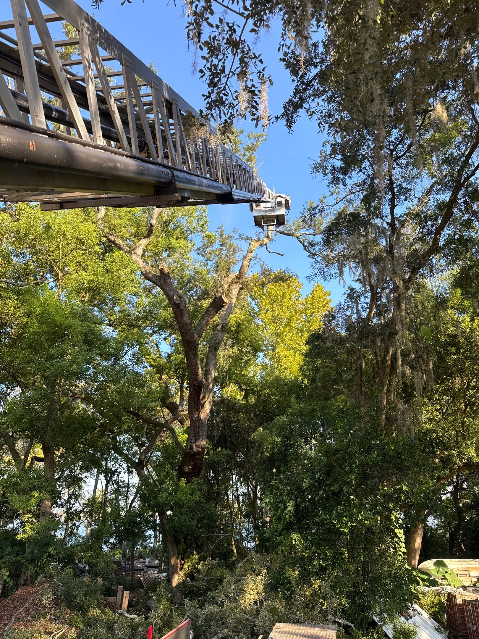Tree Removal | Episcopal Softball Field by ProGreen Services