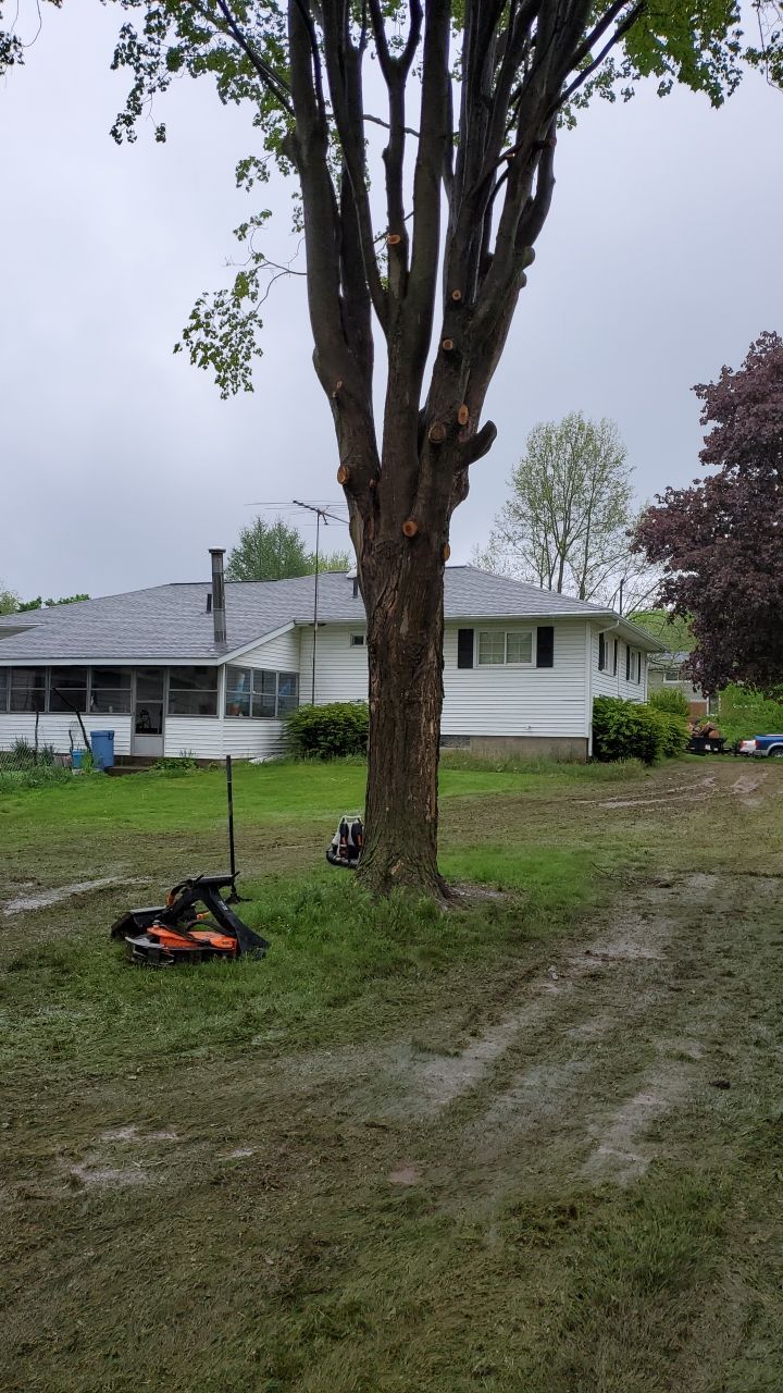 Tree Removal using Tree Removal by Mike Jones & Sons Tree Service LLC 