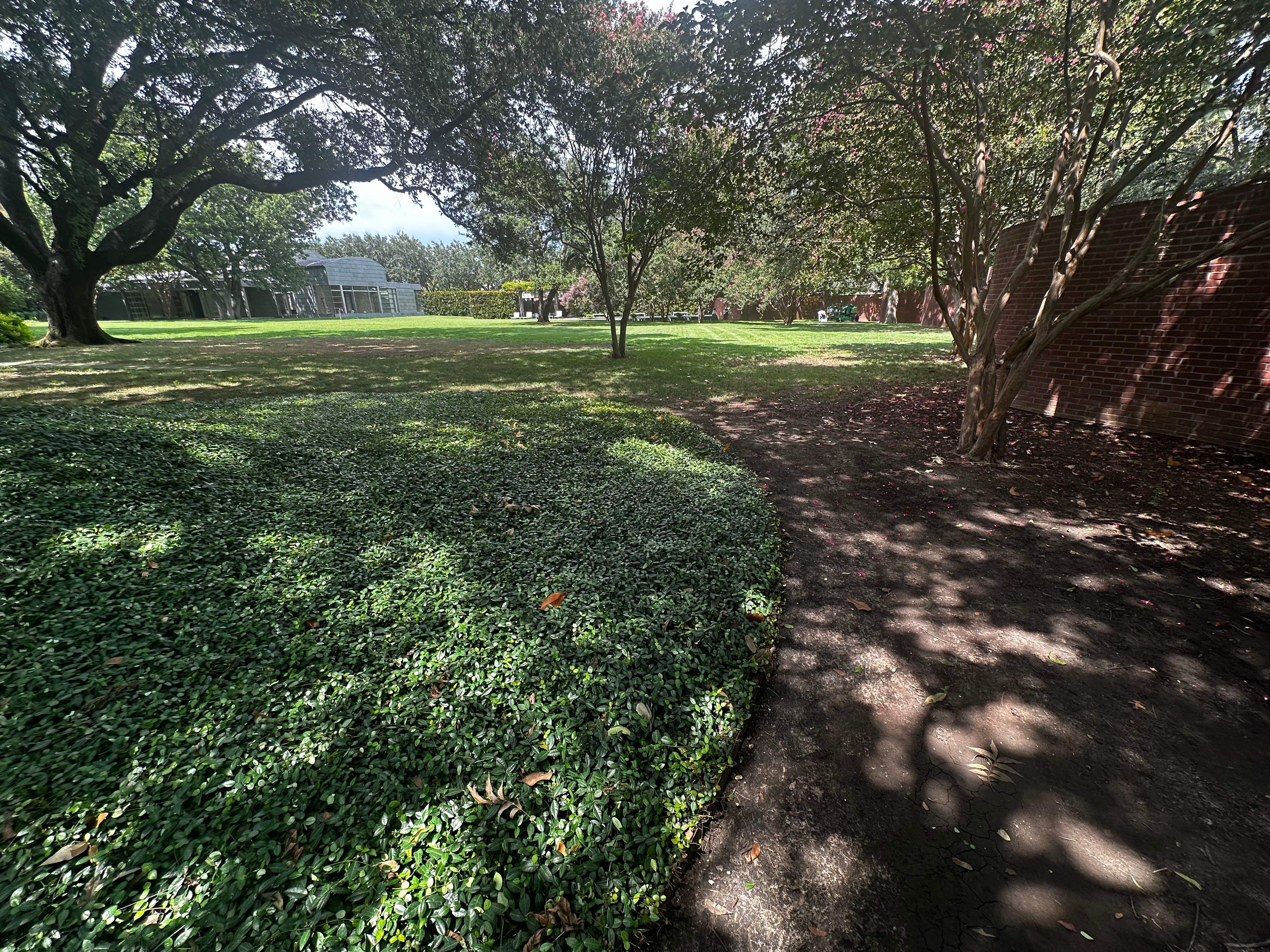 Open-Air Massive Colony by Rockwall Honey Bee Company