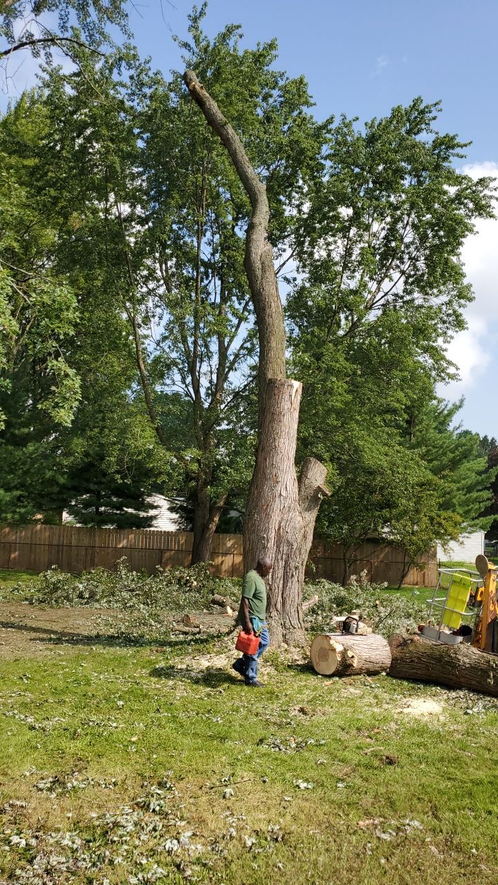 Tree Removal by Mike Jones & Sons Tree Service LLC 