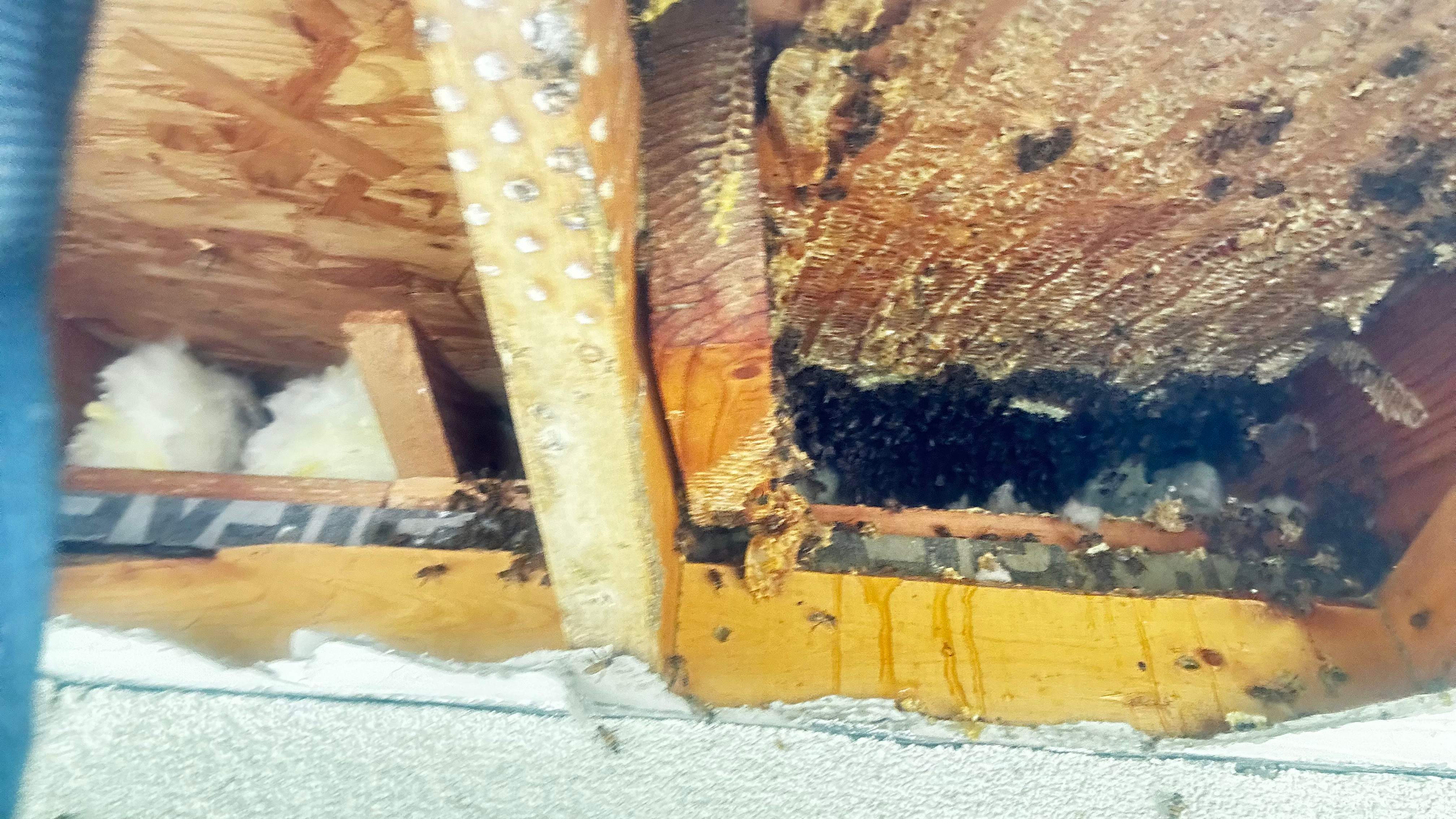 Beloved by Rockwall Honey Bee Company