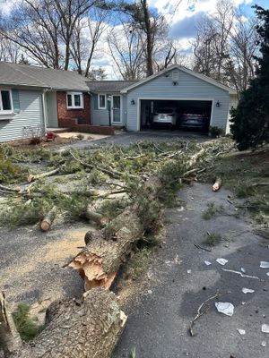 Tree Removal