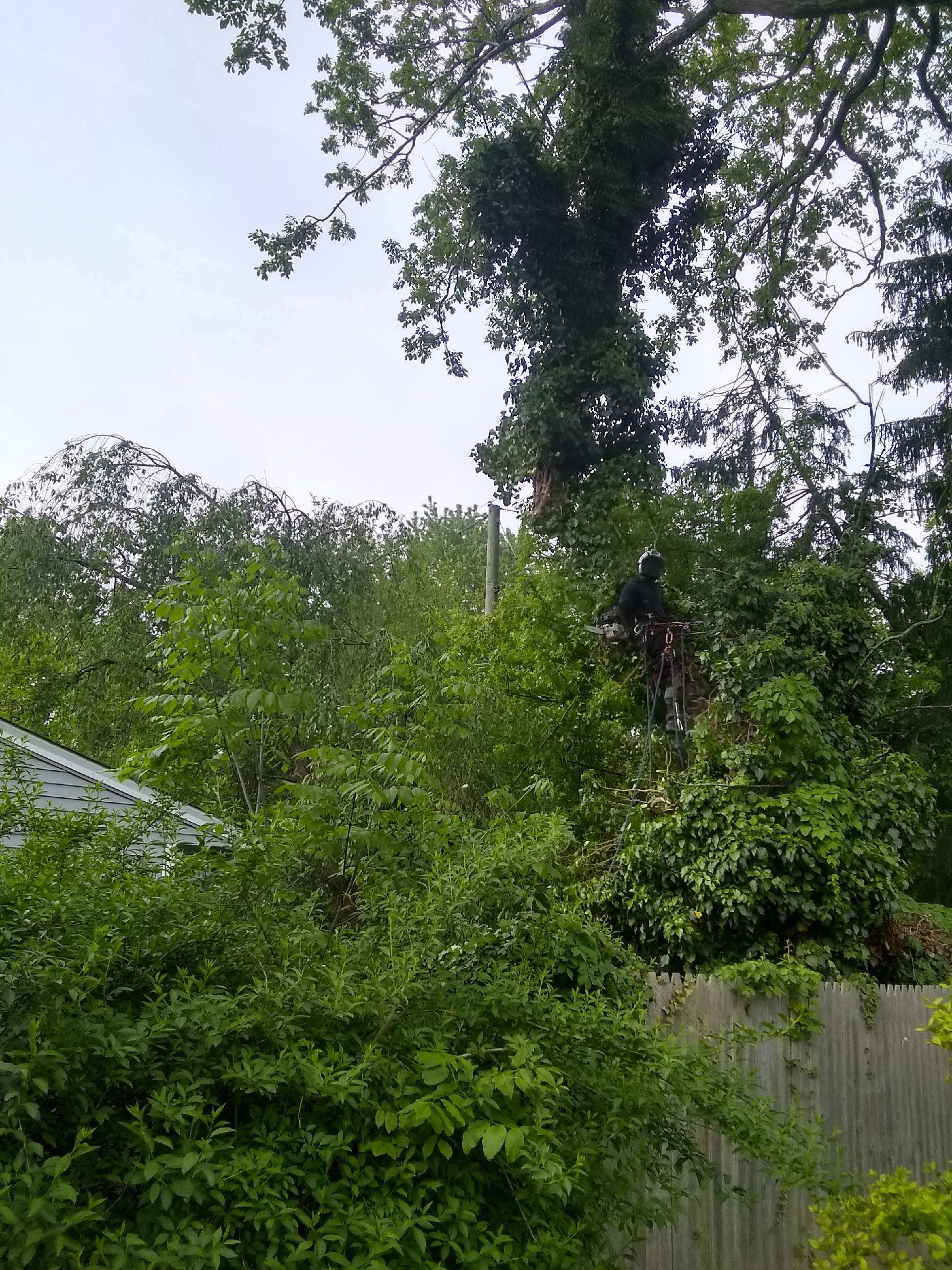 Tree Removal using Tree Removal by Mike Jones & Sons Tree Service LLC 
