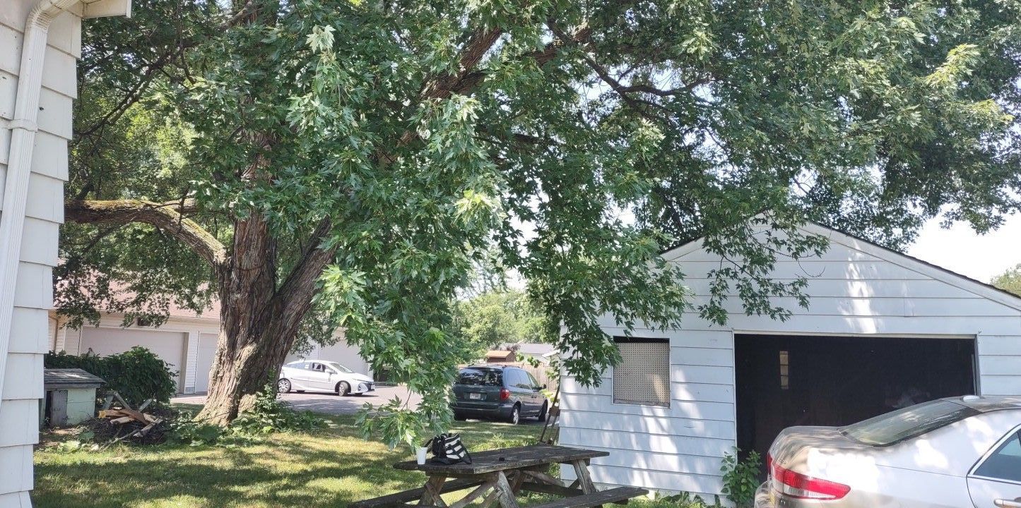 Tree Trimming using Tree Pruing by Mike Jones & Sons Tree Service LLC 