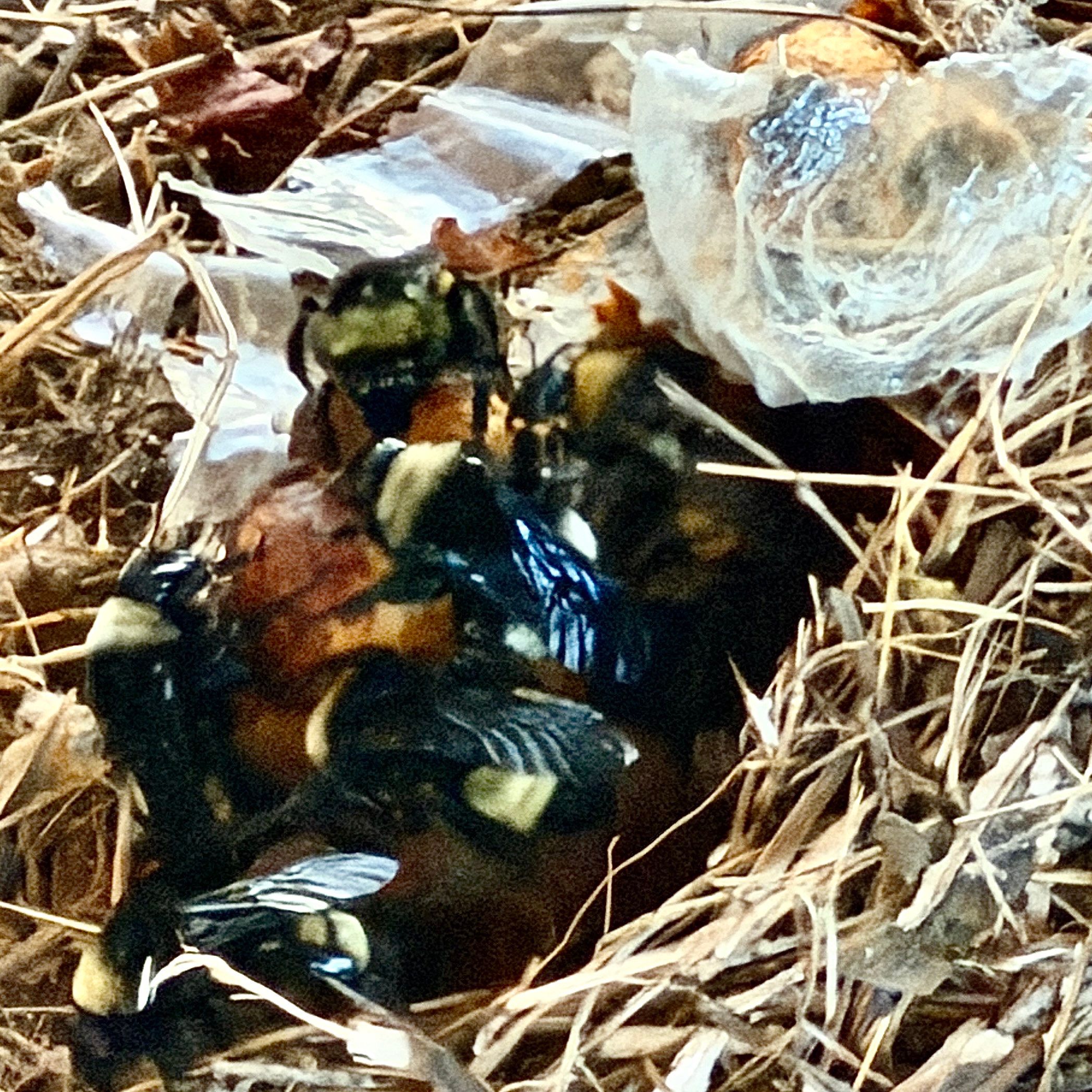 Bumble Bees in a Garage by Rockwall Honey Bee Company