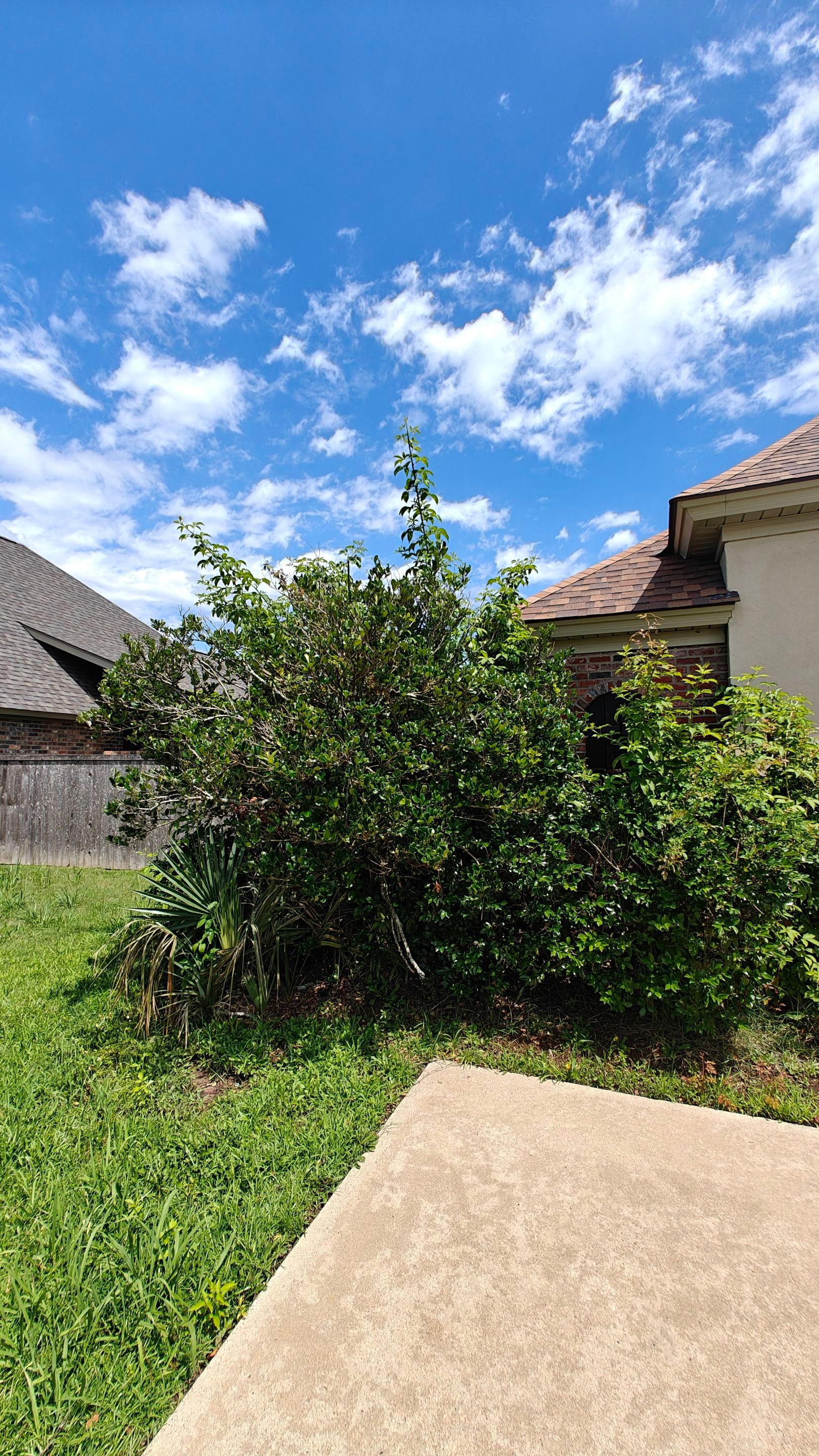 Hedge Trimming and Removal by College Bros Outdoor services