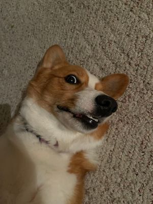 Copper the Corgi