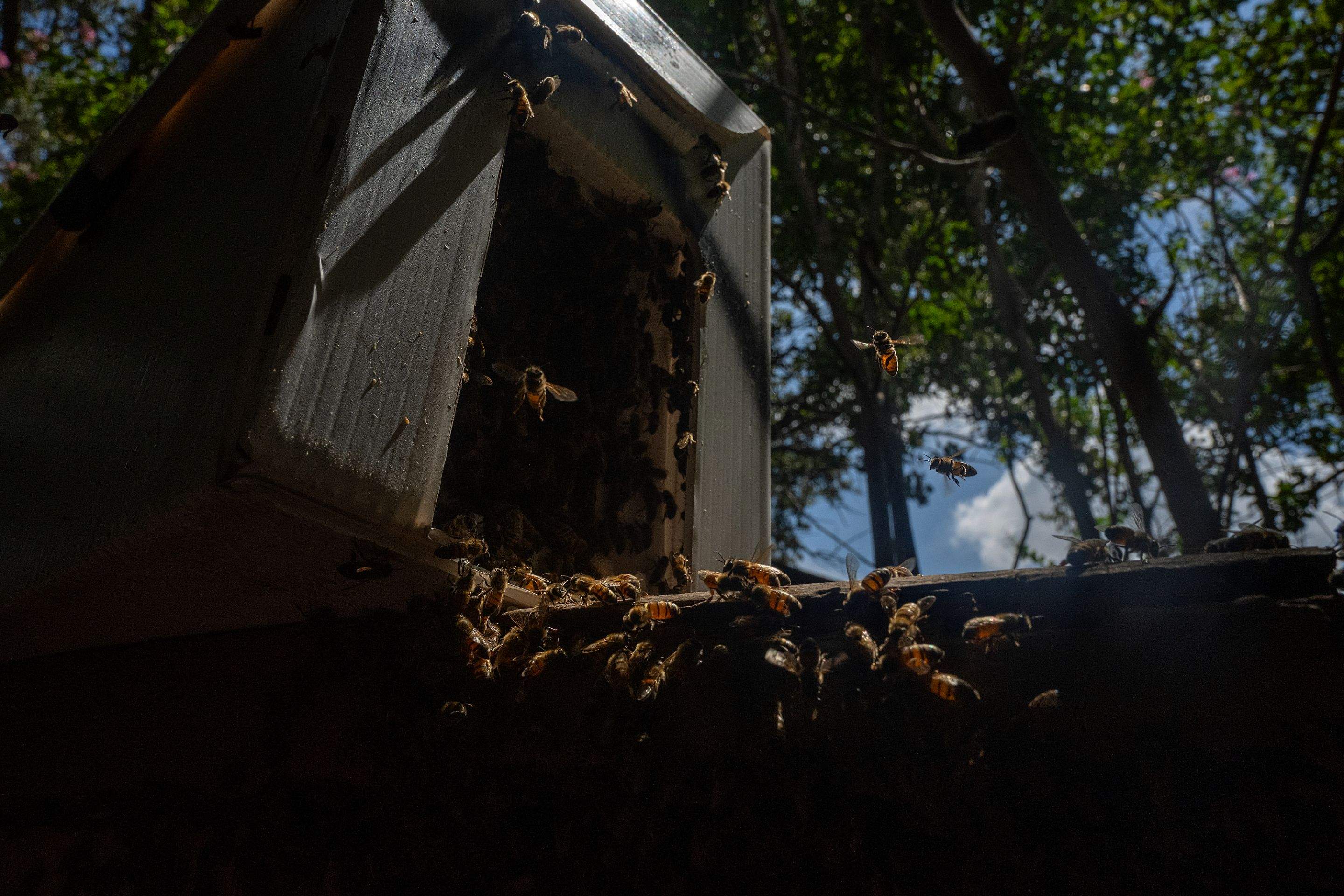 Condo Patio by Rockwall Honey Bee Company