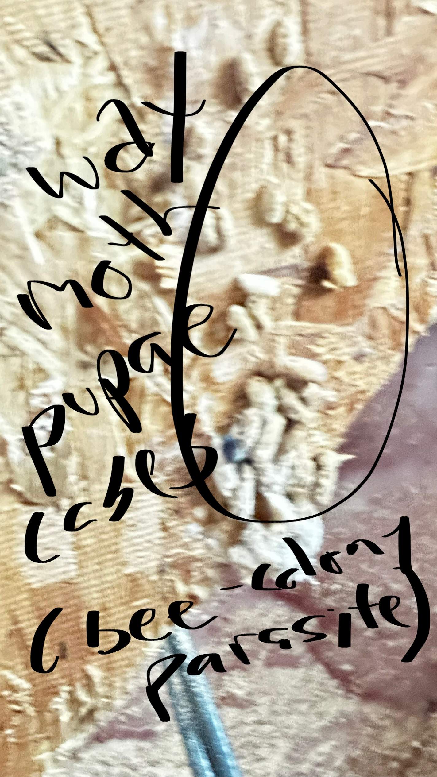 Feet Bees by Rockwall Honey Bee Company