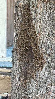 Chiesa Cavity Colony