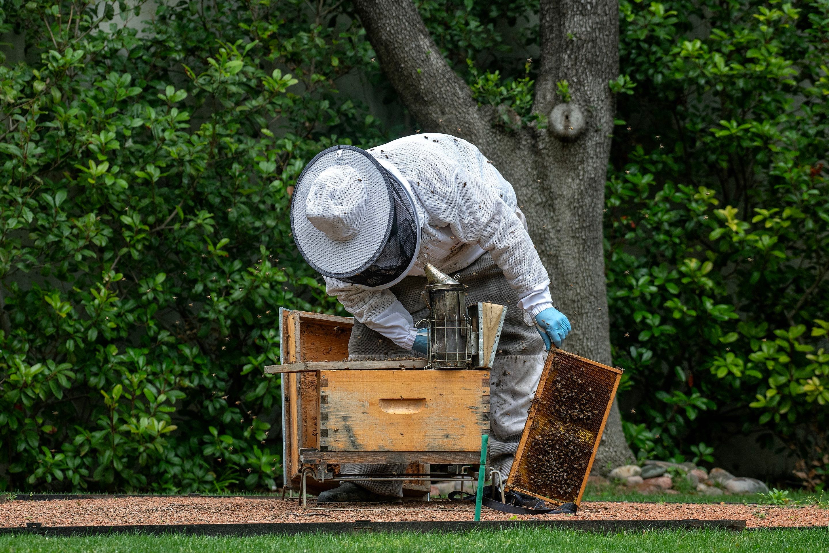 Urban Beekeeping in Dallas by Rockwall Honey Bee Company